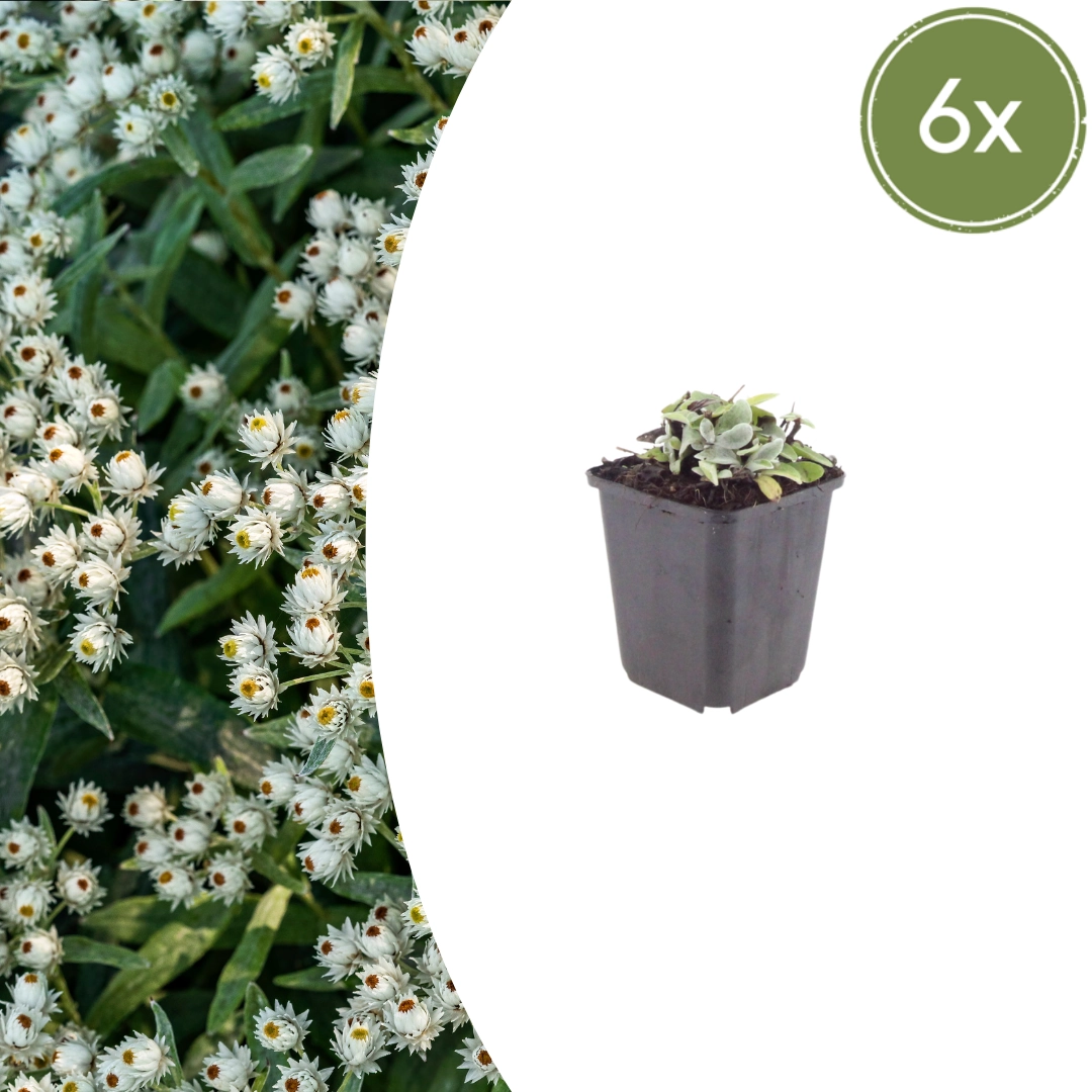 Anaphalis triplinervis Pflanzenbild