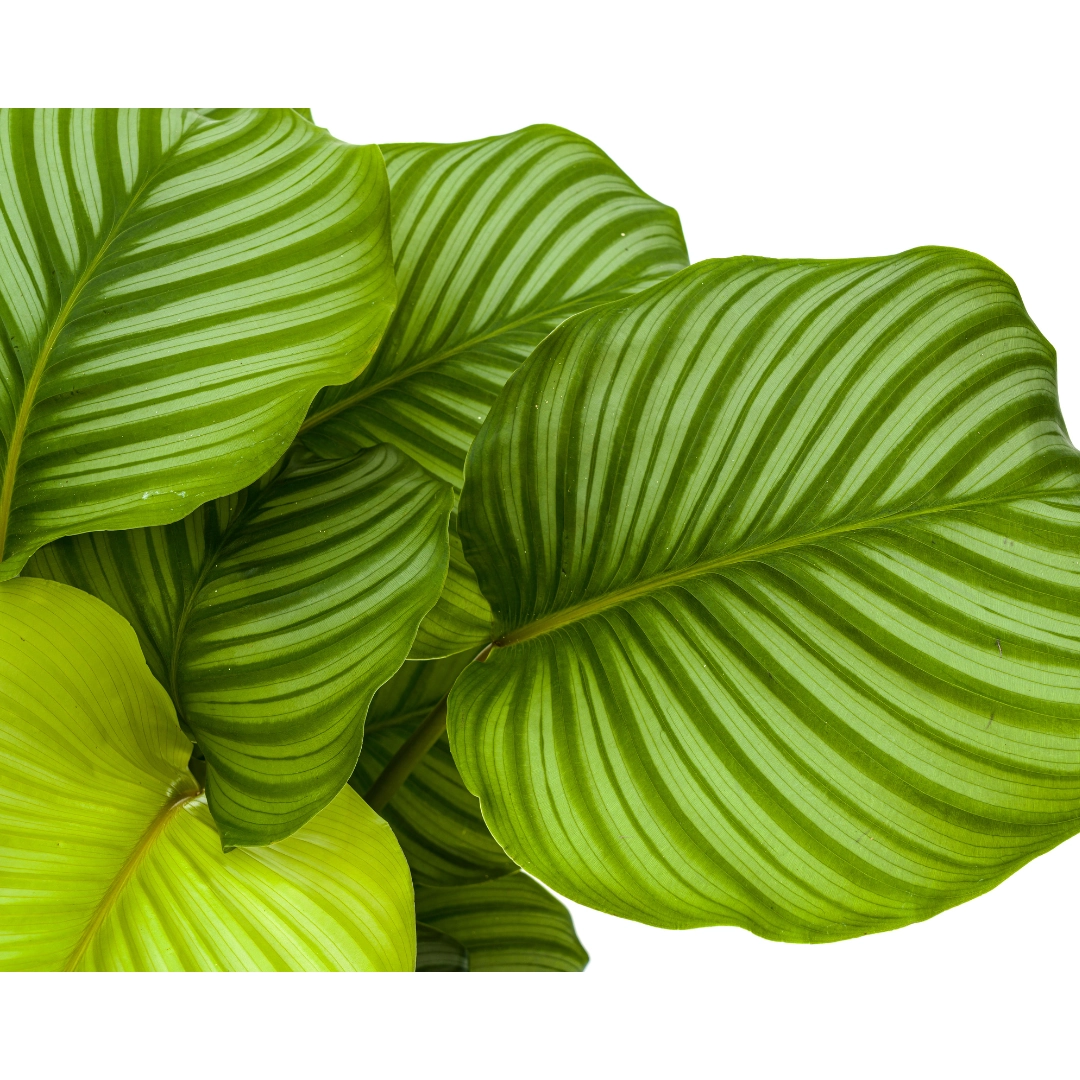 Detailansicht der Calathea Orbifolia Blätter