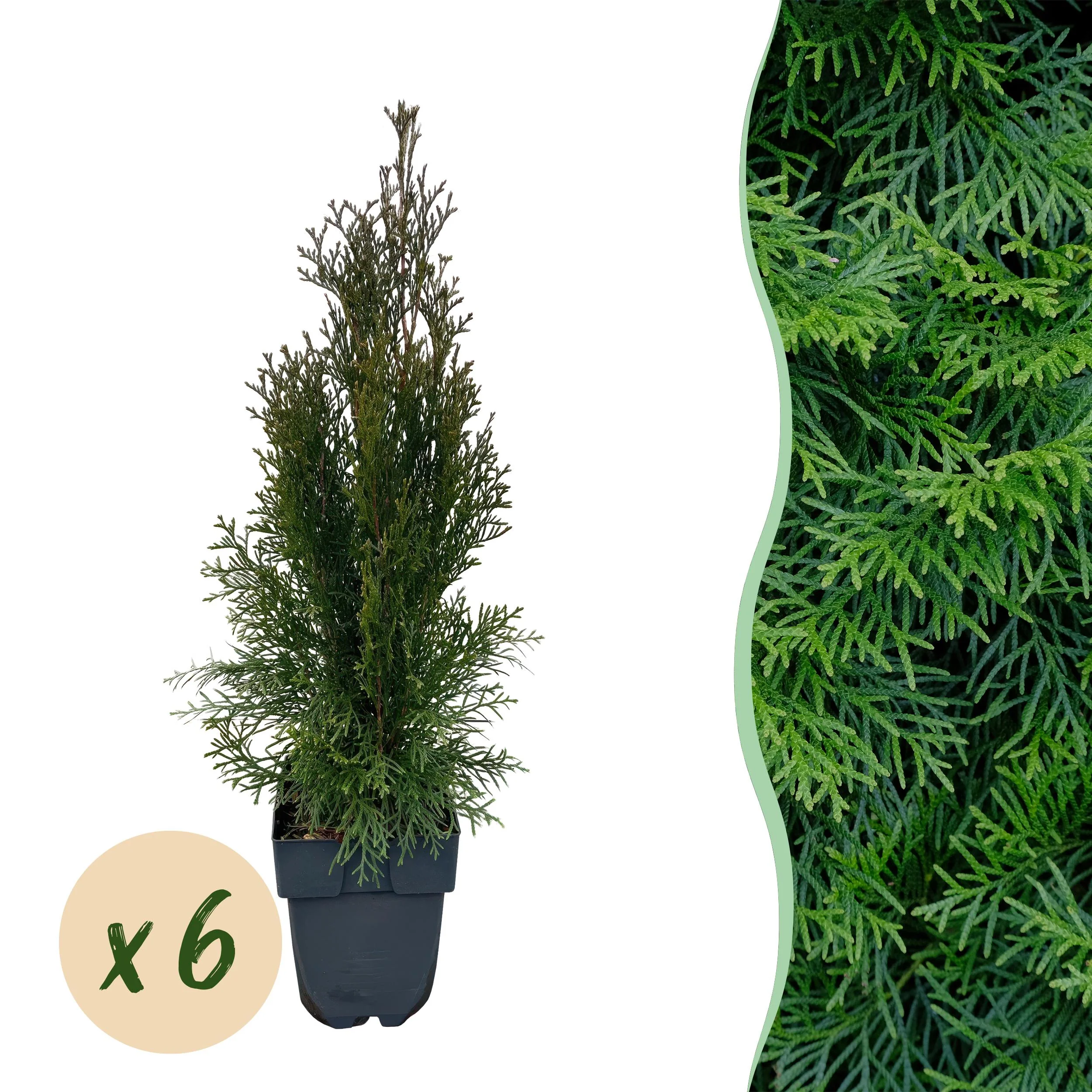 Thuja occidentalis Smaragdist im Garten