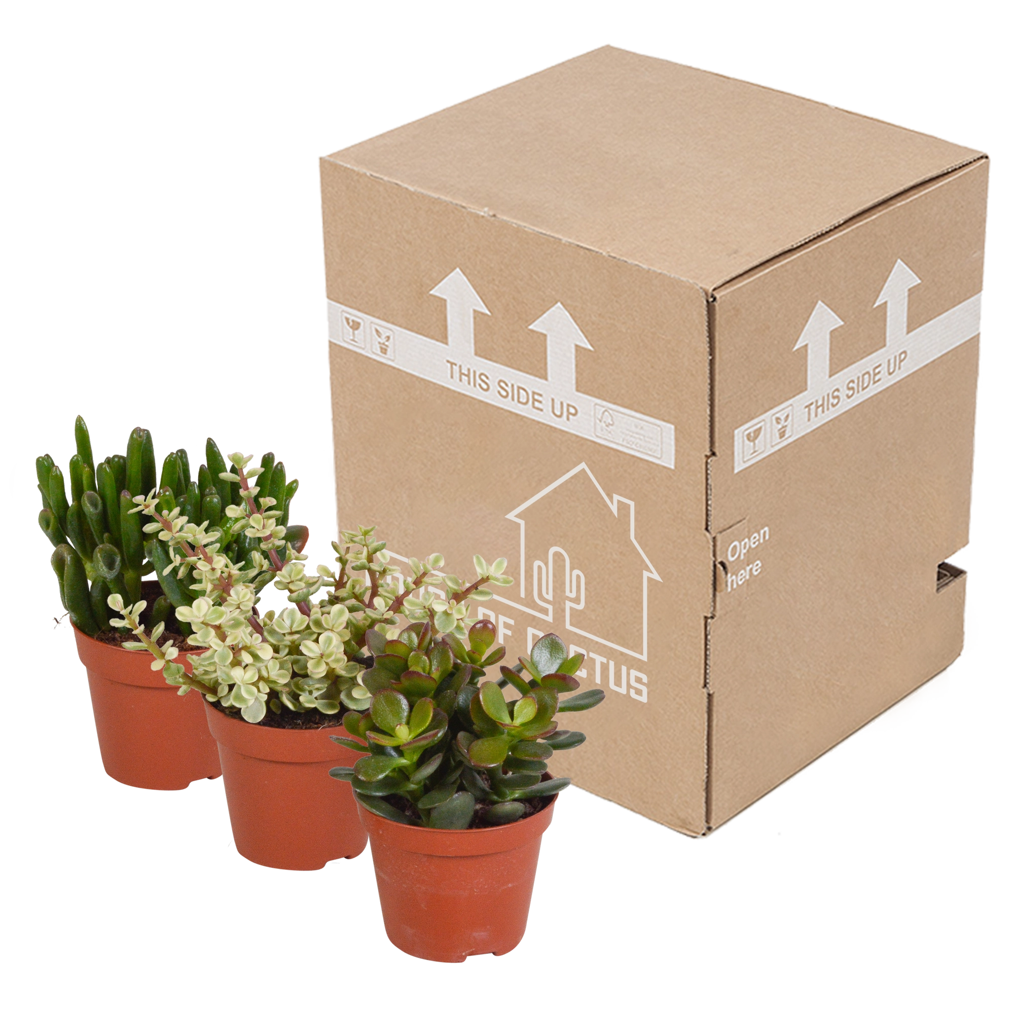 Detailaufnahme einer Crassula