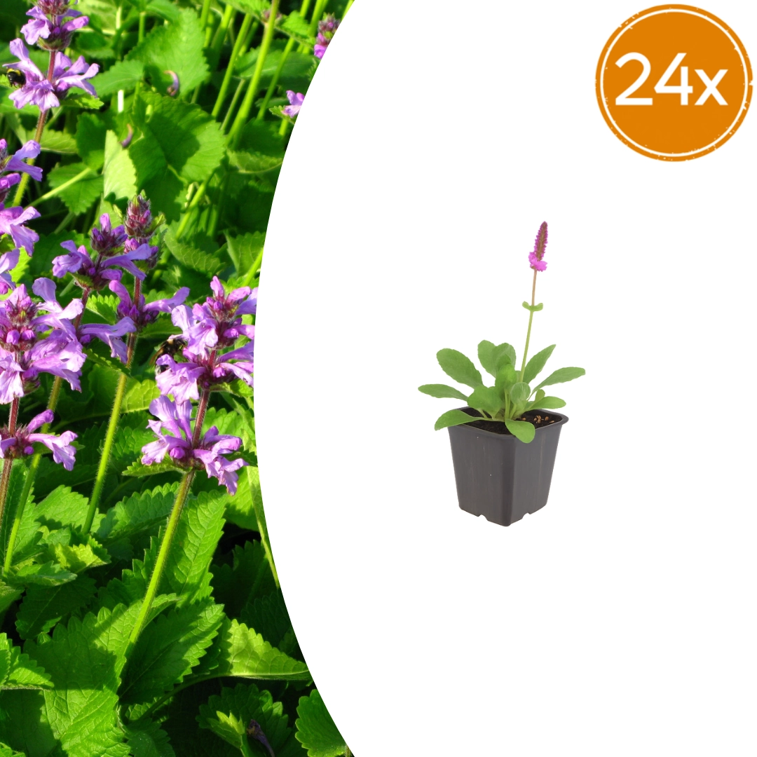 Detailansicht von Stachys monieri 'Hummelo'