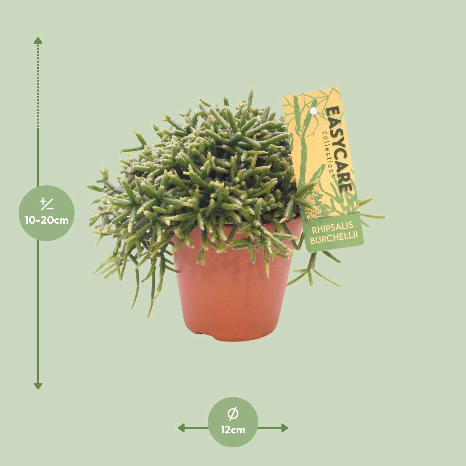 Detailaufnahme der zarten Stängel und Blätter der Rhipsalis