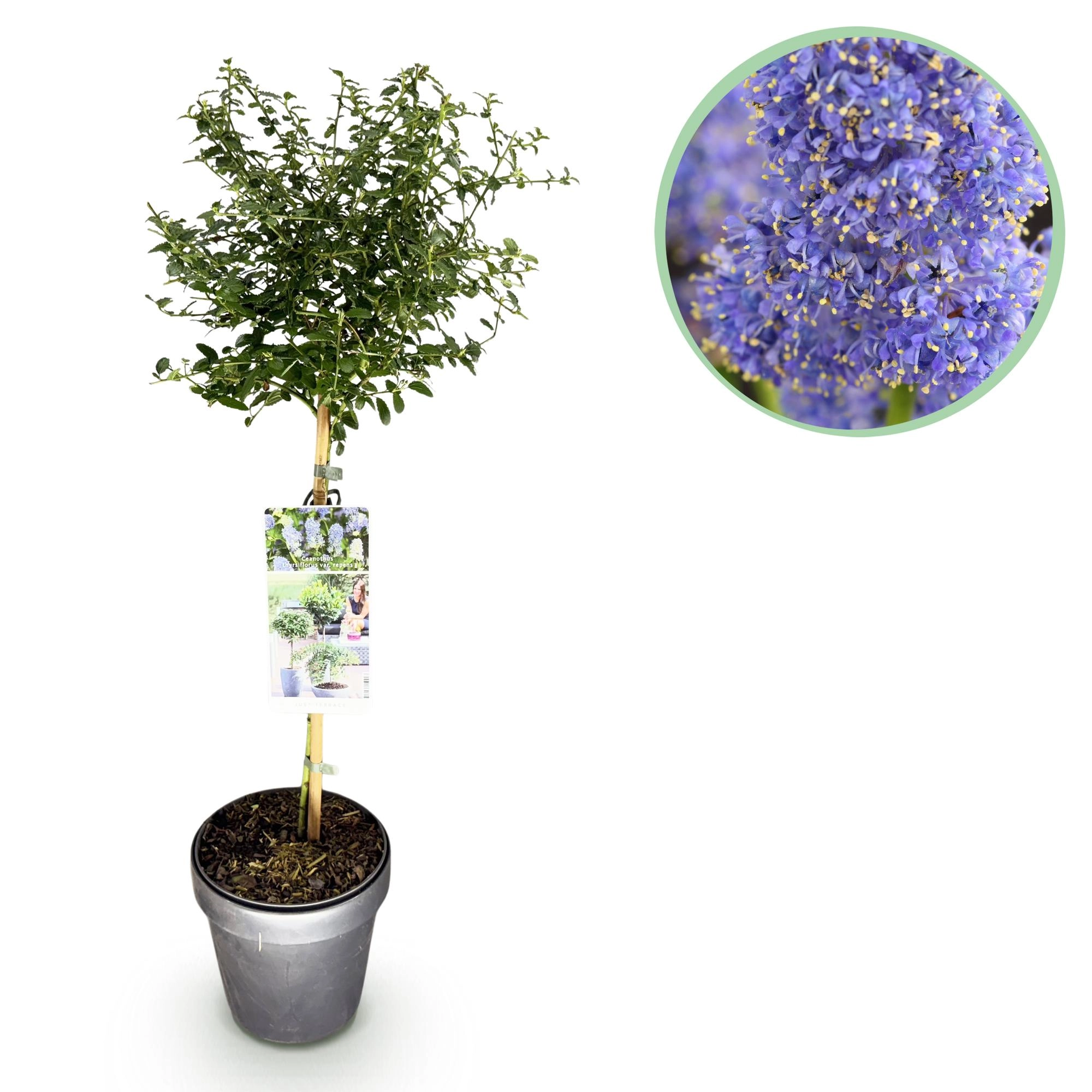 Ceanothus thyrsiflorus Repens im Garten
