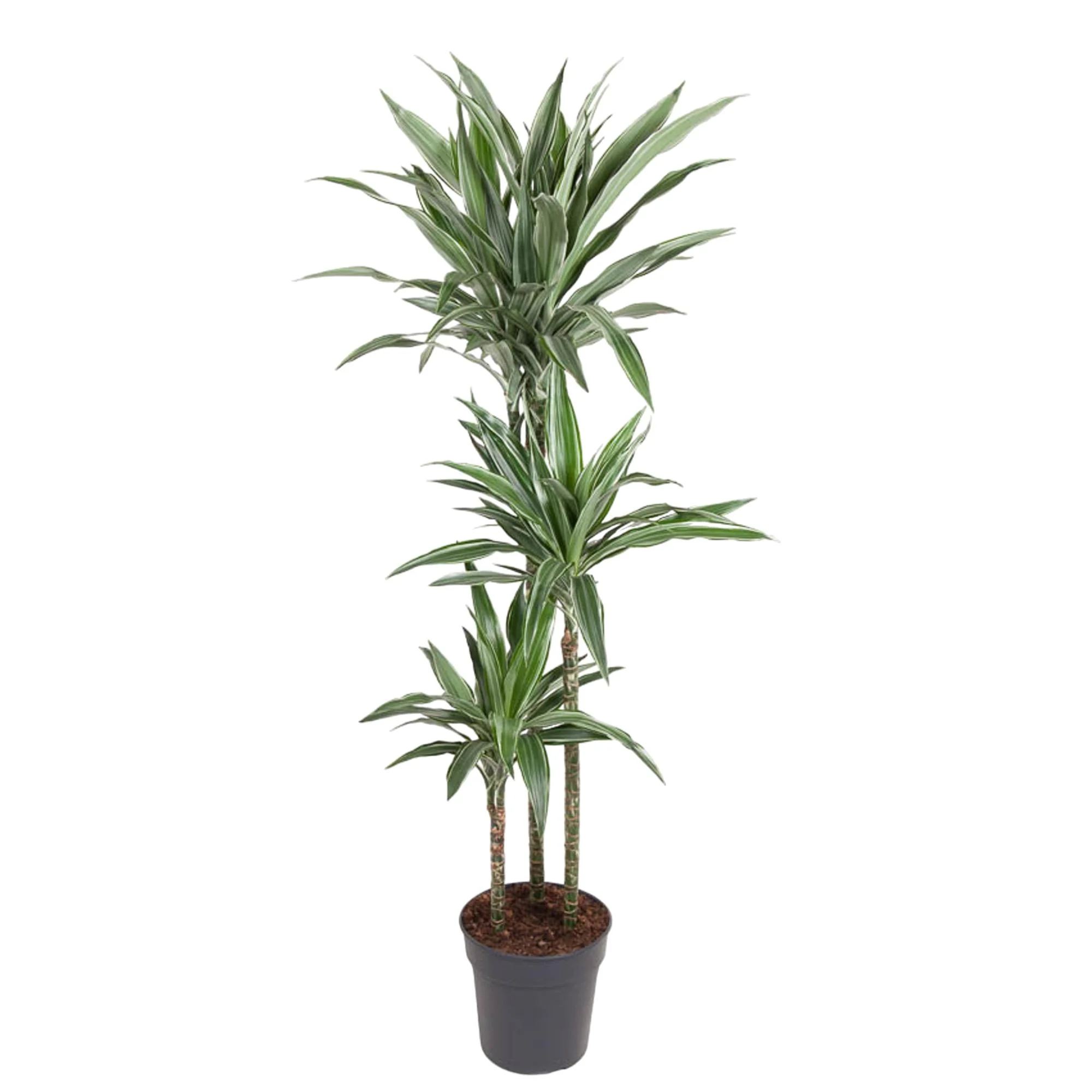 Dracaena Warneckei mit charmantem Weißrand