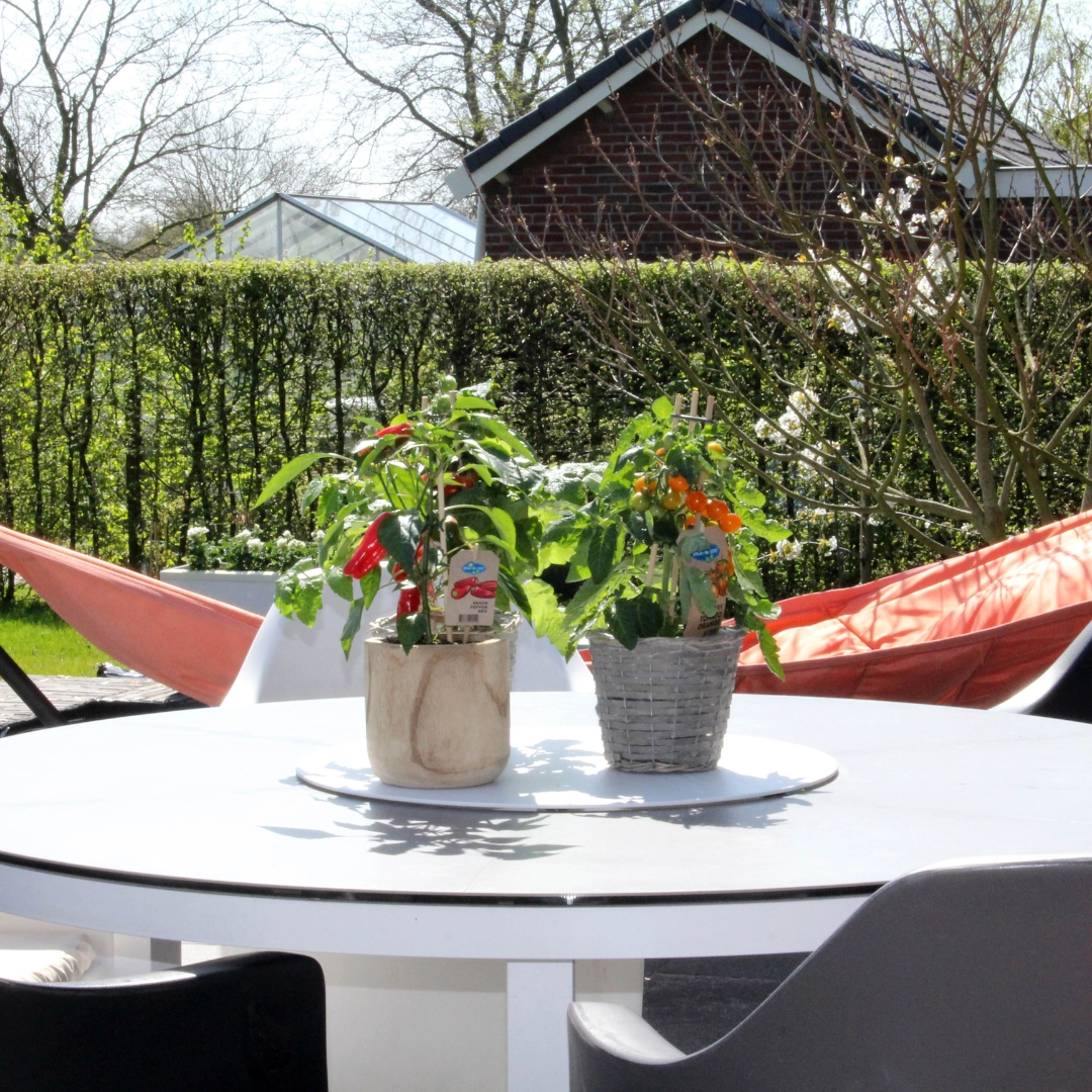 Detailaufnahme: reife kleine rote Paprikas an der Pflanze