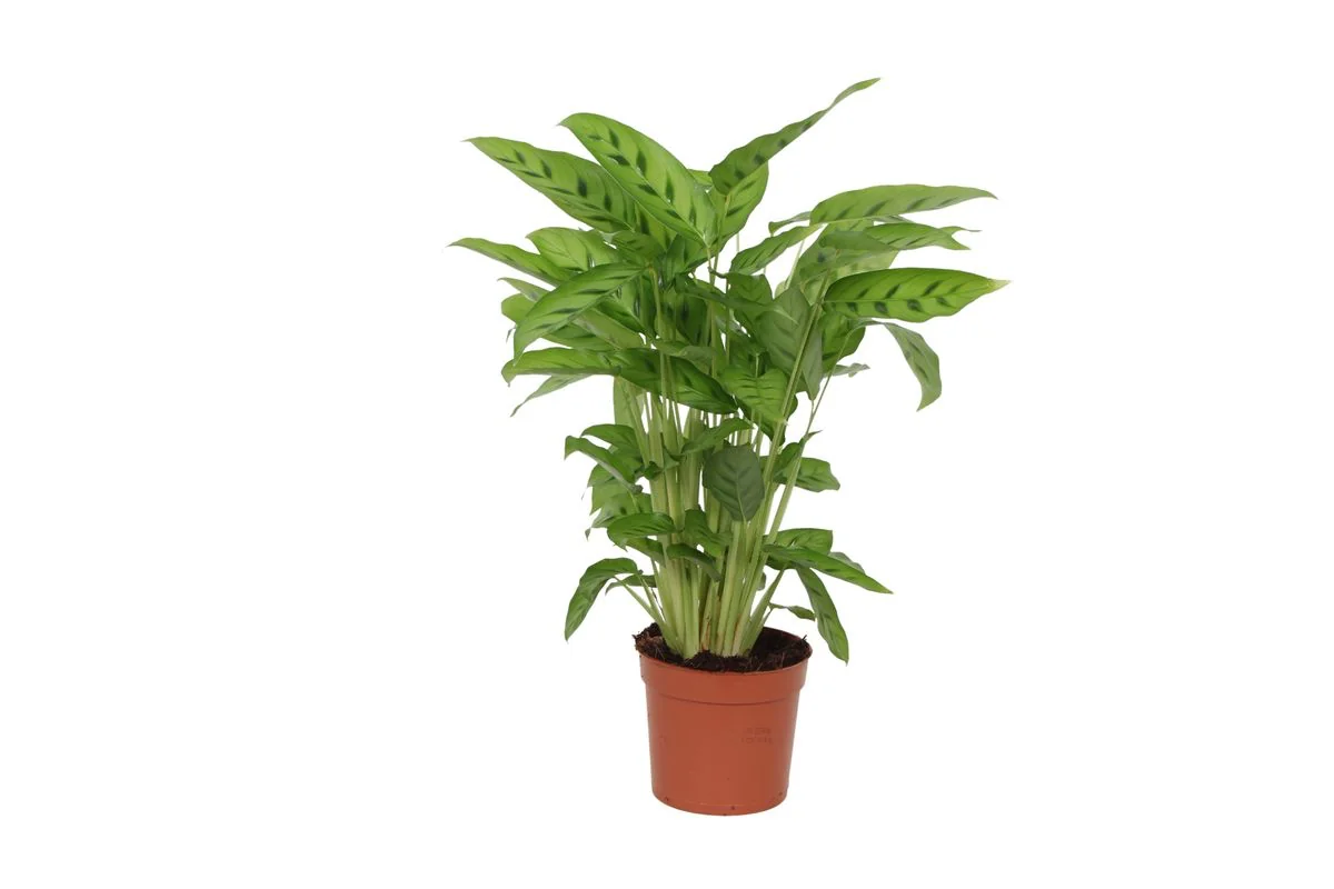 Calathea Leopardina pflanze mit einzigartigen Blättern