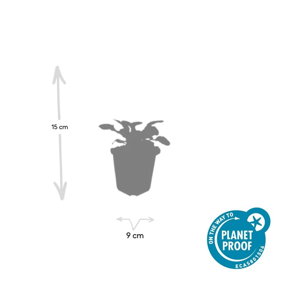 Ajuga reptans 'Catlin's Giant' Blüte