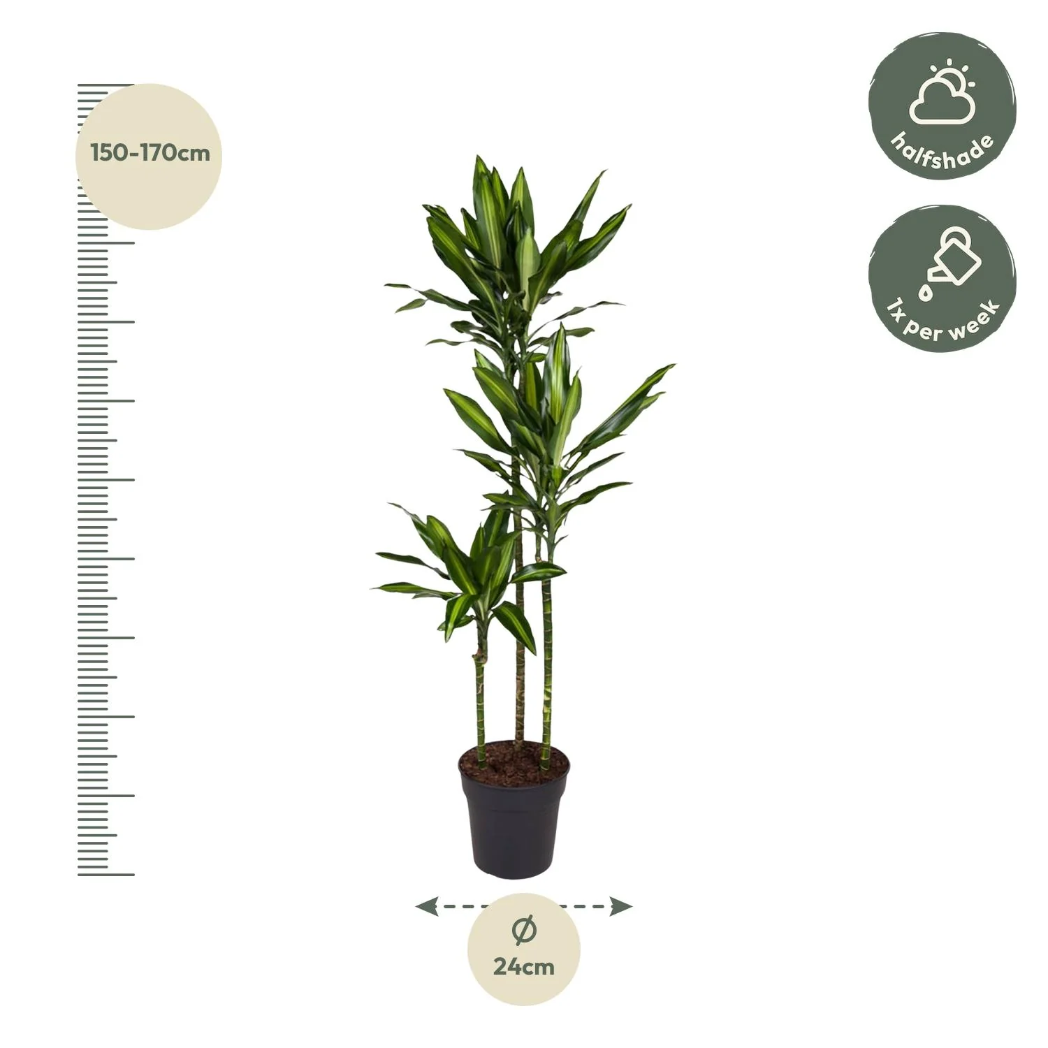 Dracaena Cintho Detailansicht