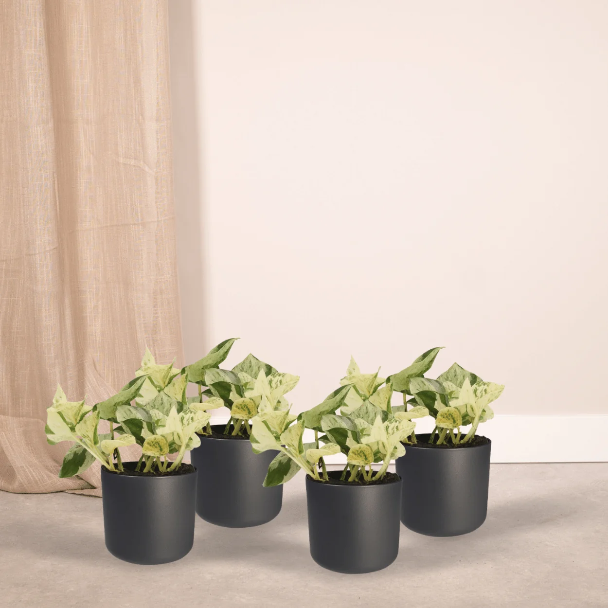 Epipremnum Happy Leaf in perfekter Form