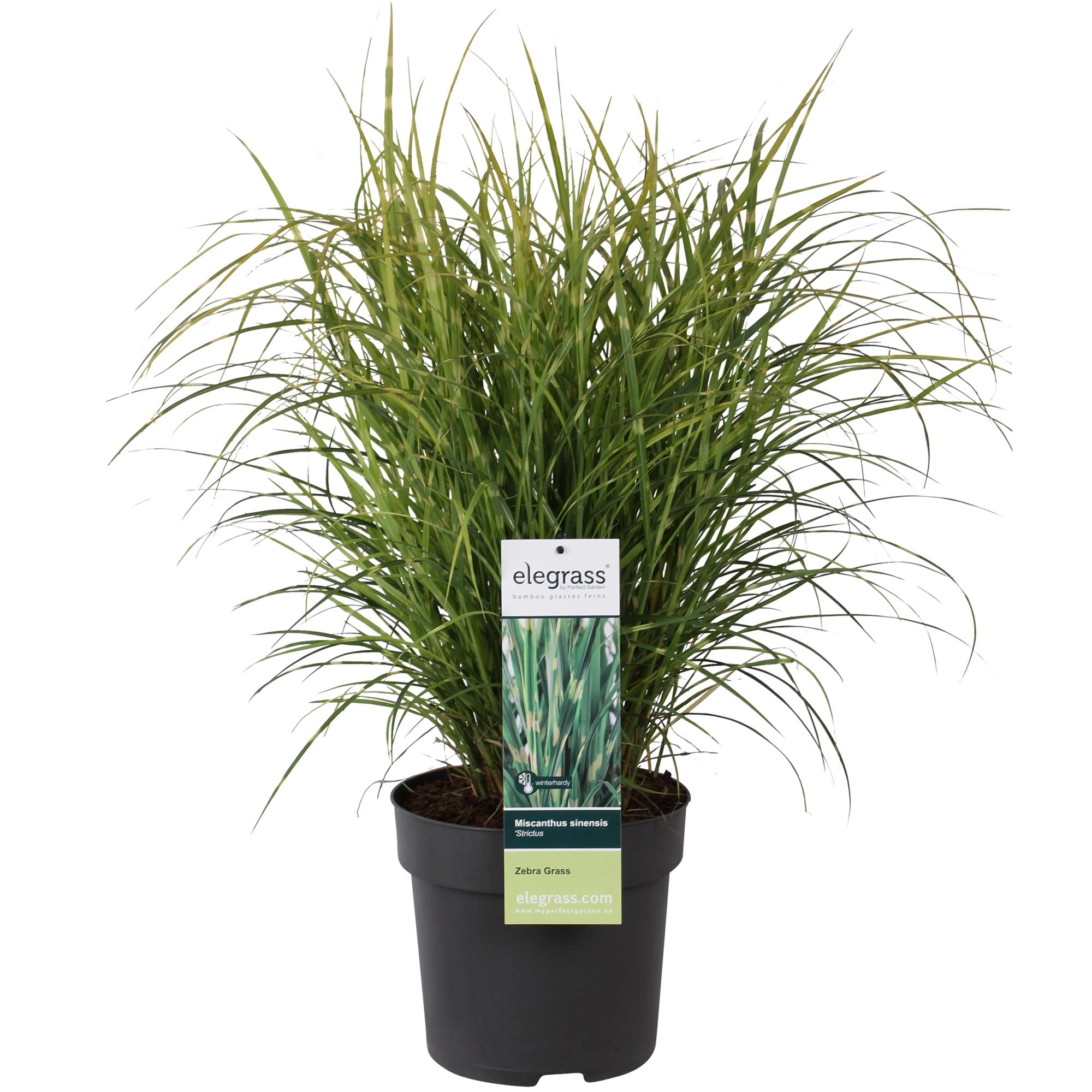 Miscanthus sinensis 'Strictus' Gesamtansicht