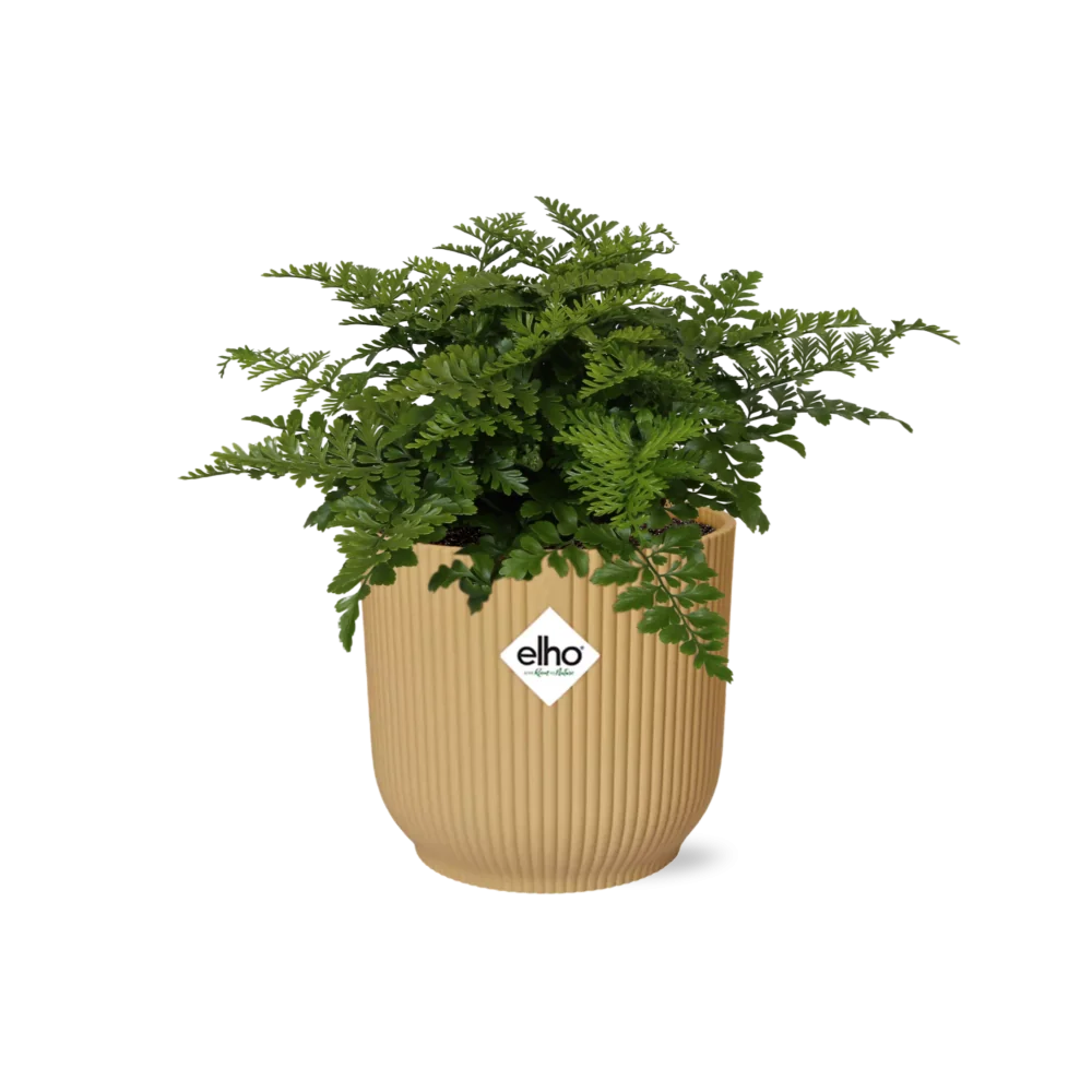 Spleenwort – pflegeleichte Zimmerpflanze