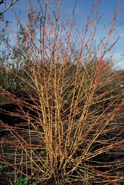 Cornus sanguinea 'Midwinter Fire' im Garten
