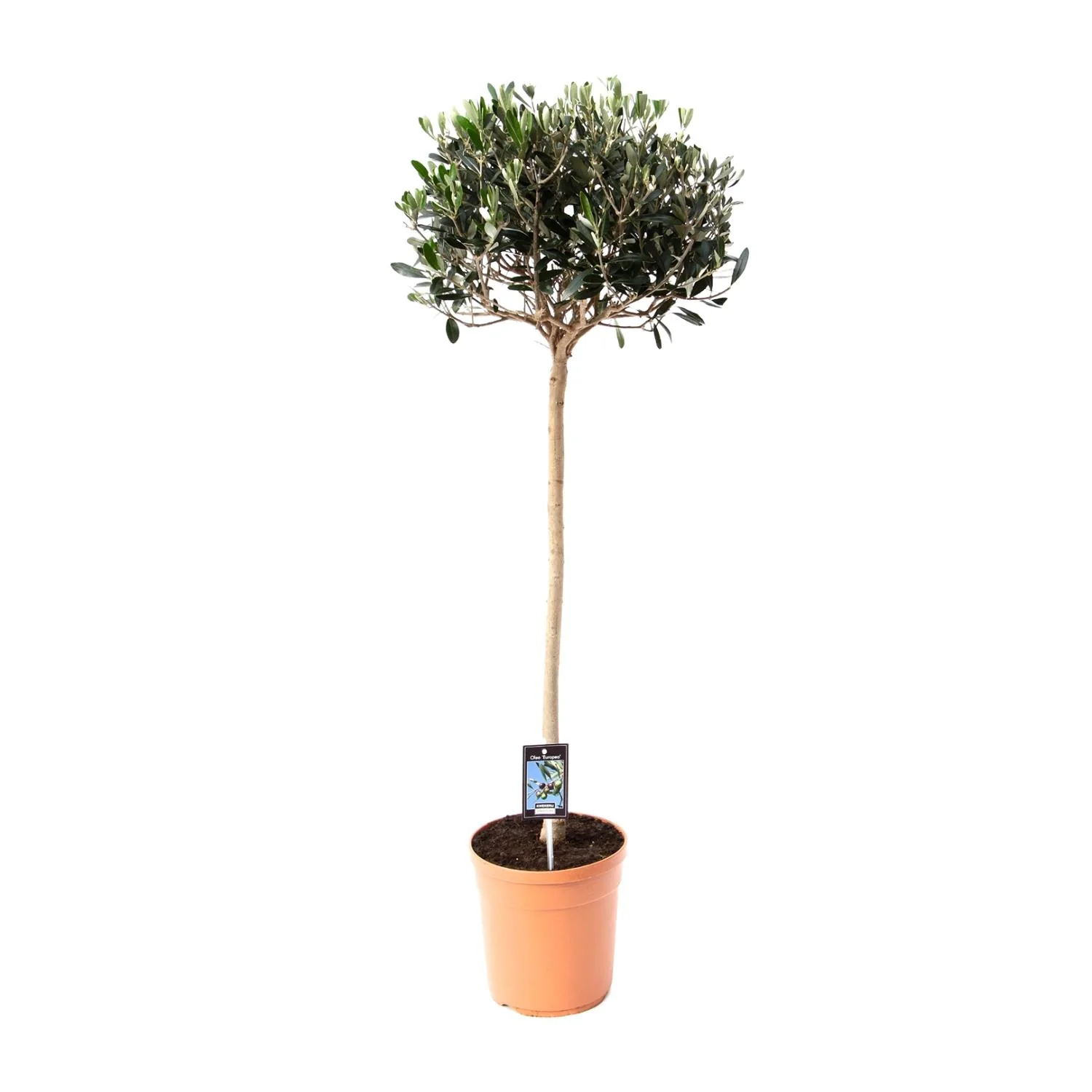Gemeine Olive