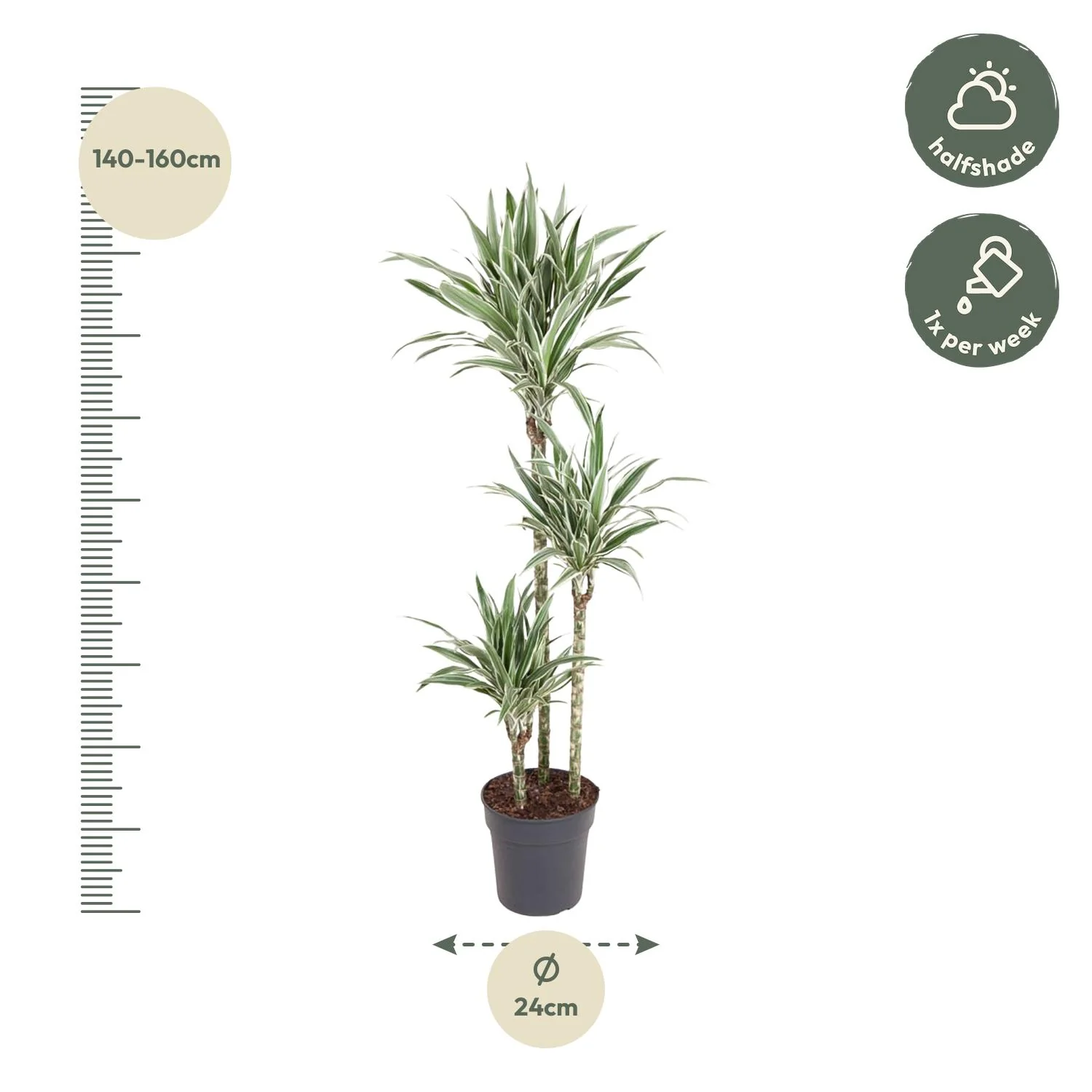 Dracaena White Stripe - Pflegeleichte Zimmerpflanze