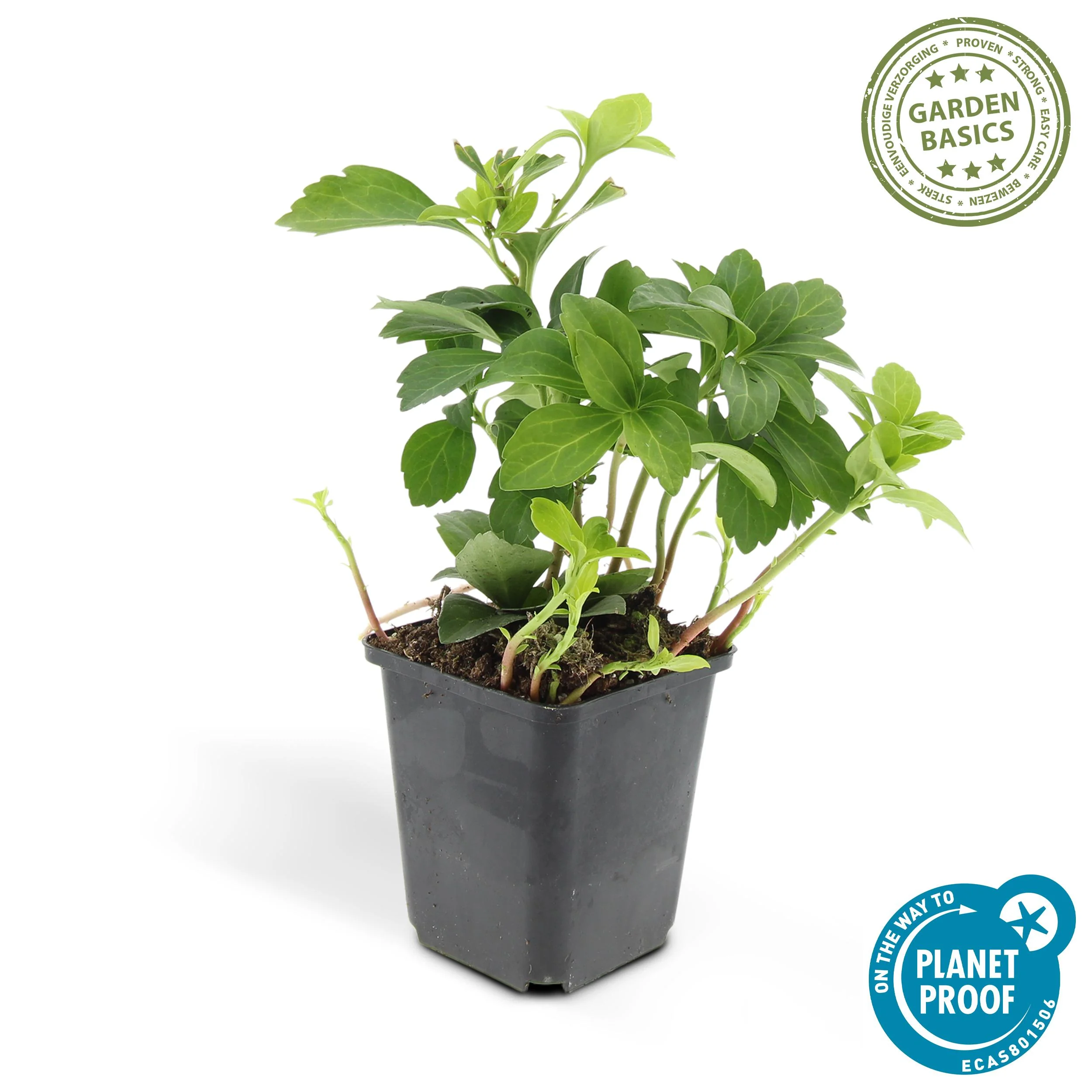 Gesunde und vitale Pflanzen