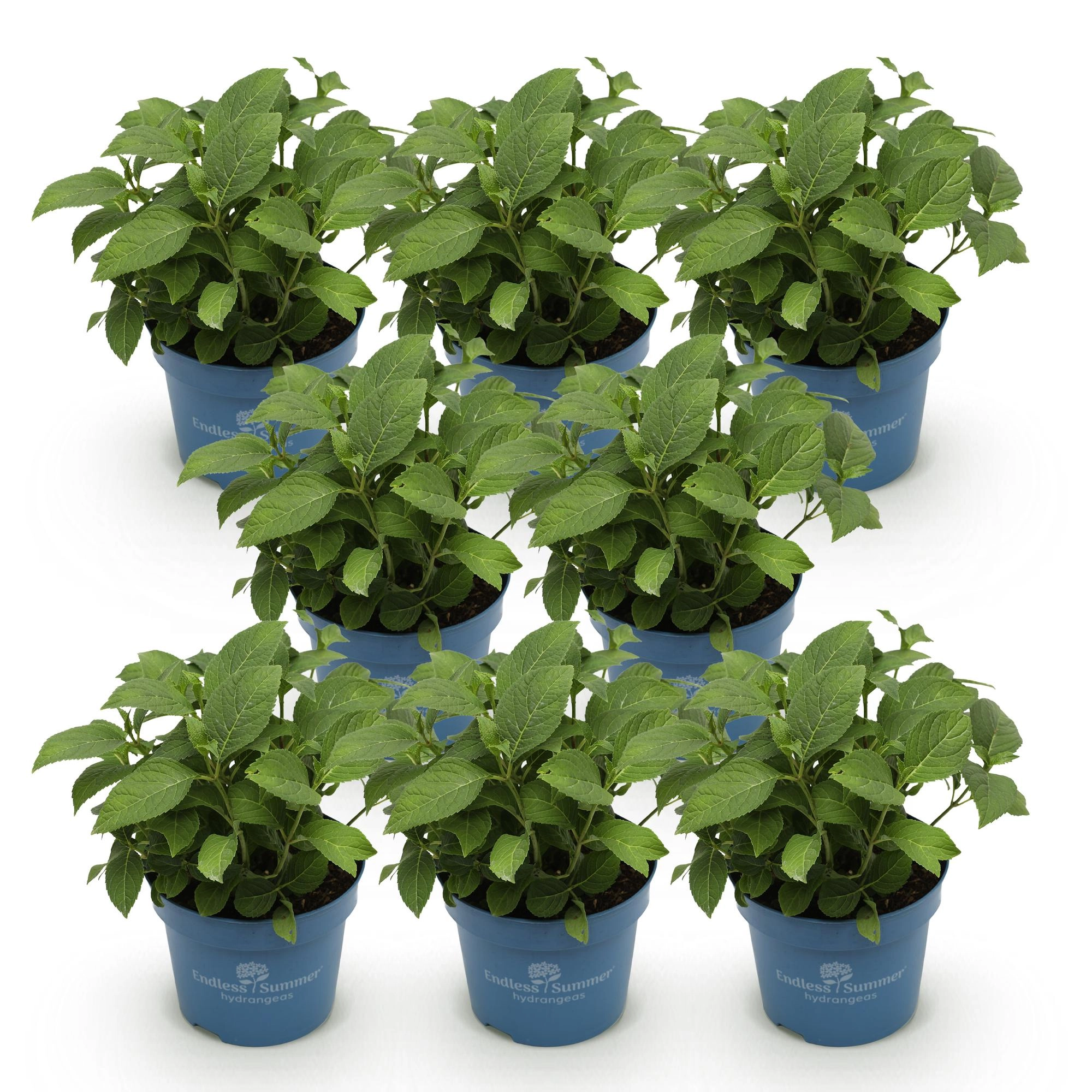 Hydrangea Endless Summer The Bride in voller Blüte