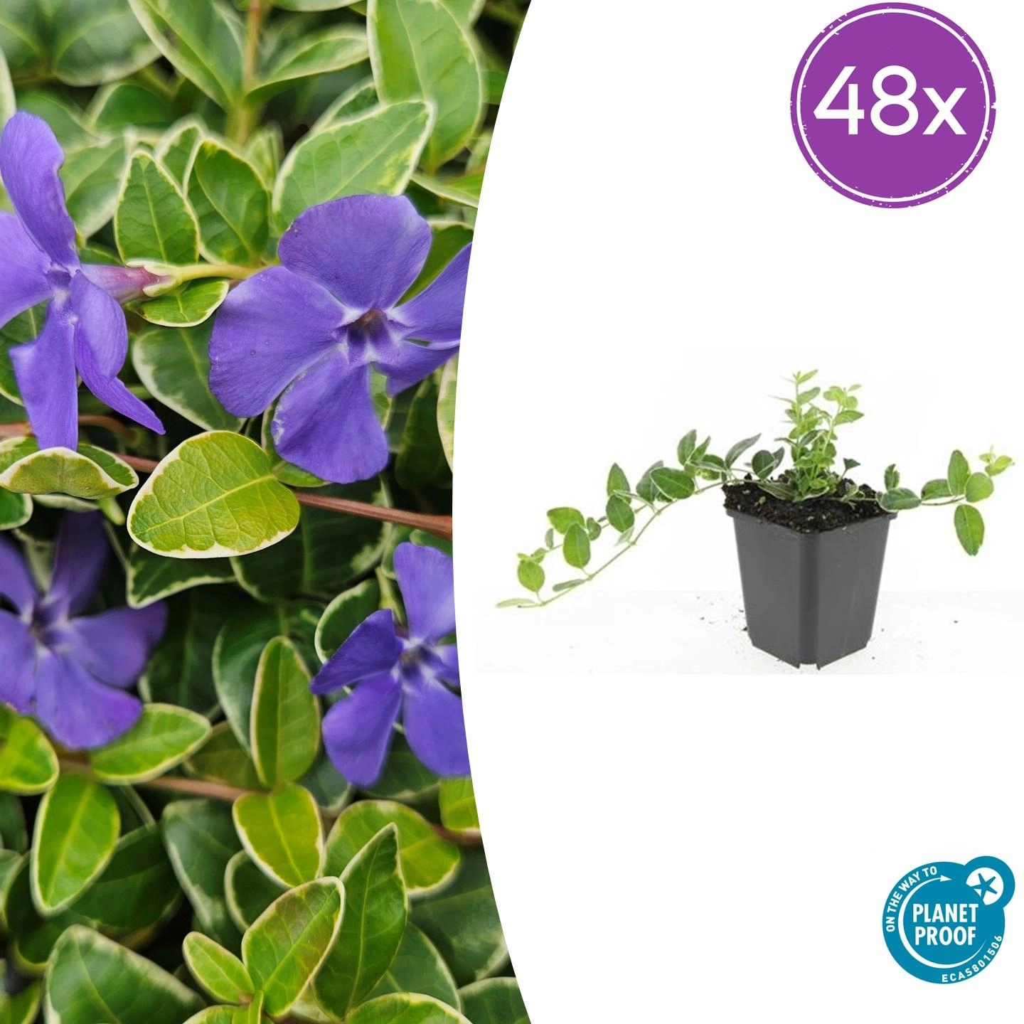 Vinca minor 'Argenteovariegata' mit silbrig-weißen Rändern