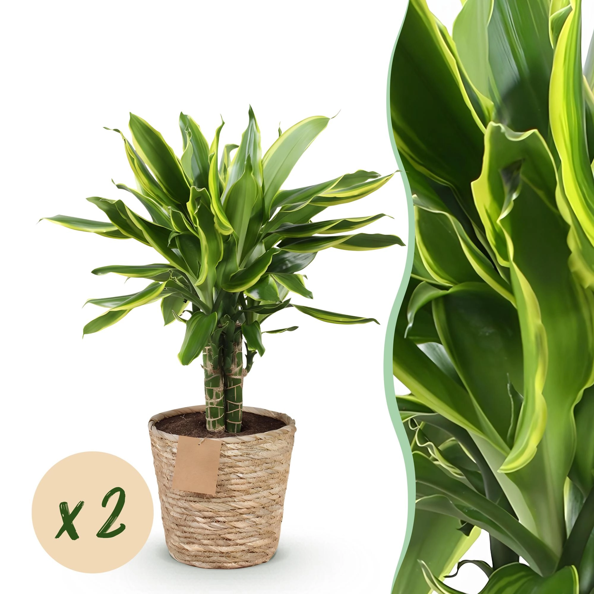 Dracaena fragrans Golden Coast - Hauptbild