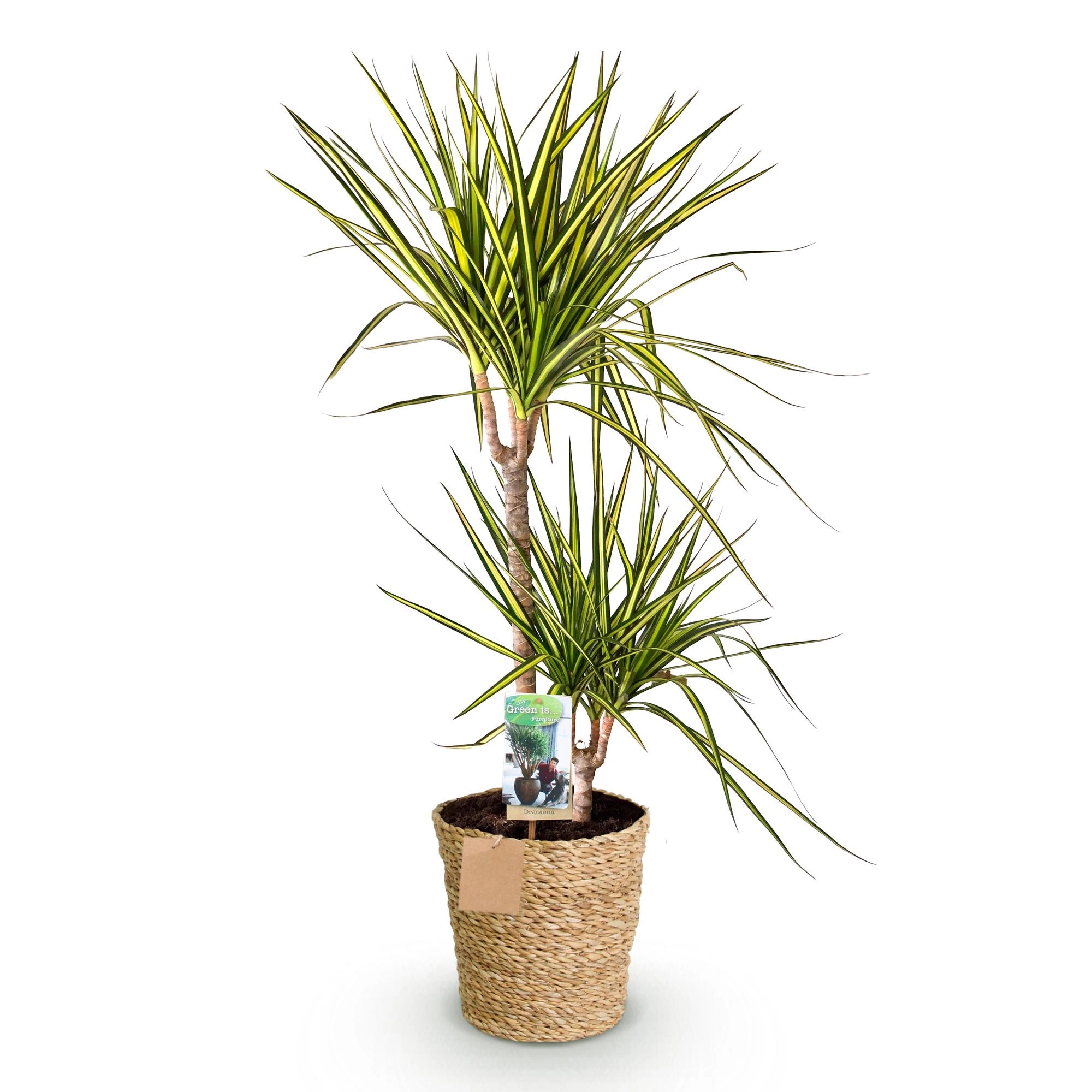 Dracaena Sunray im Innenraum
