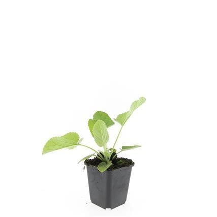 Detailansicht von Phlomis russeliana im Garten