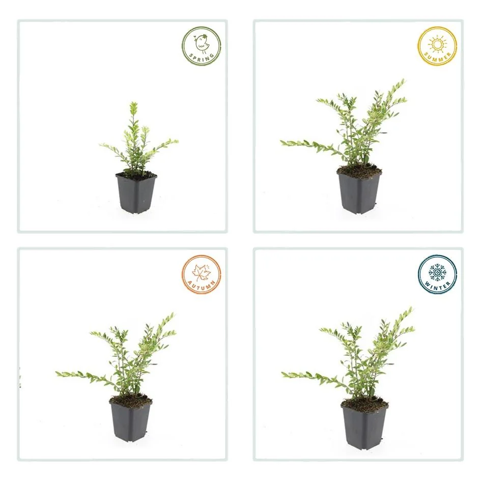 Lonicera pileata 'Purple Pearl' - purpur-roter Strauch im Garten