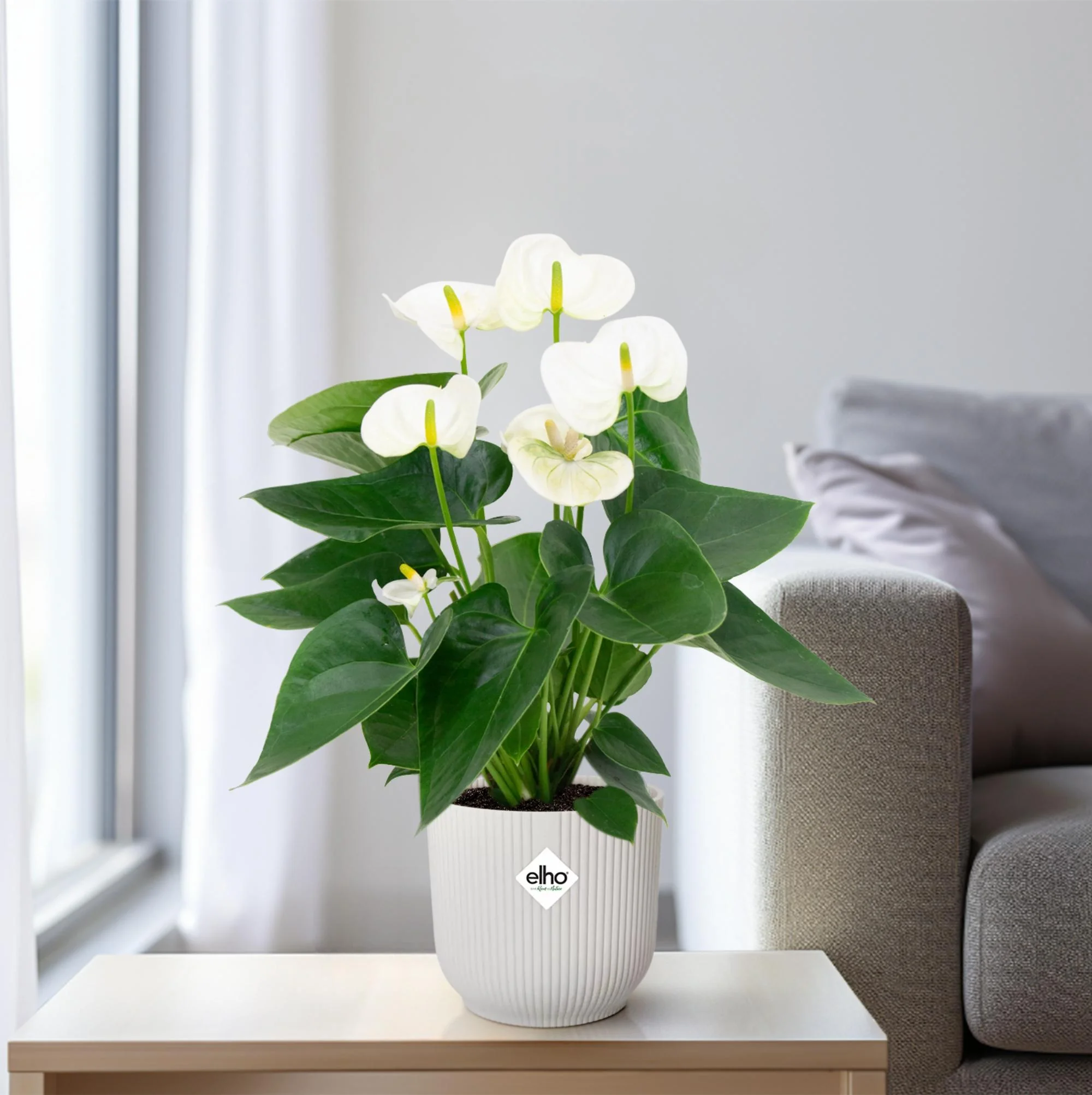 Anthurium Andreanum Grp Karma White in hochwertiger Umgebung