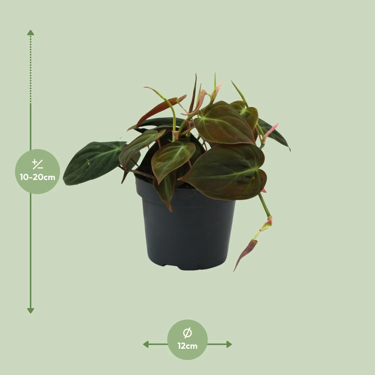 Detailaufnahme des Philodendron Micans