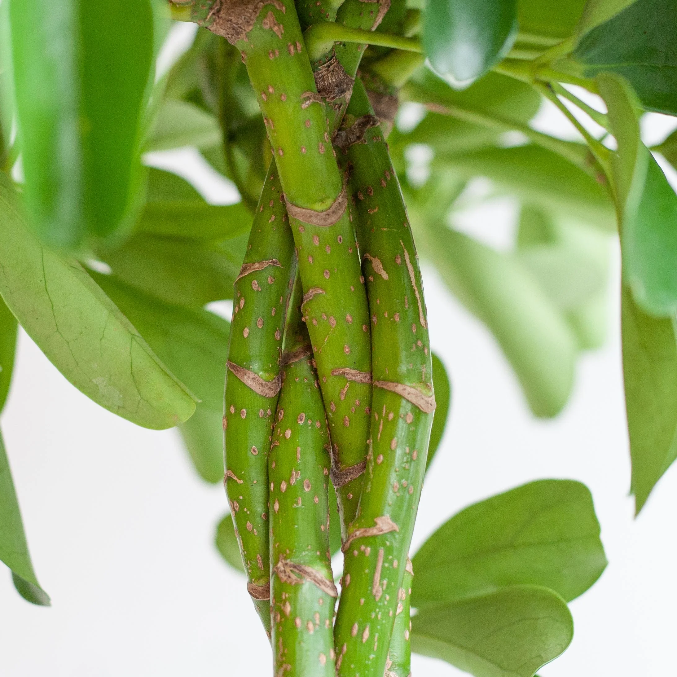 Detail: Viber-Topf aus Biokunststoff mit Elefantengras