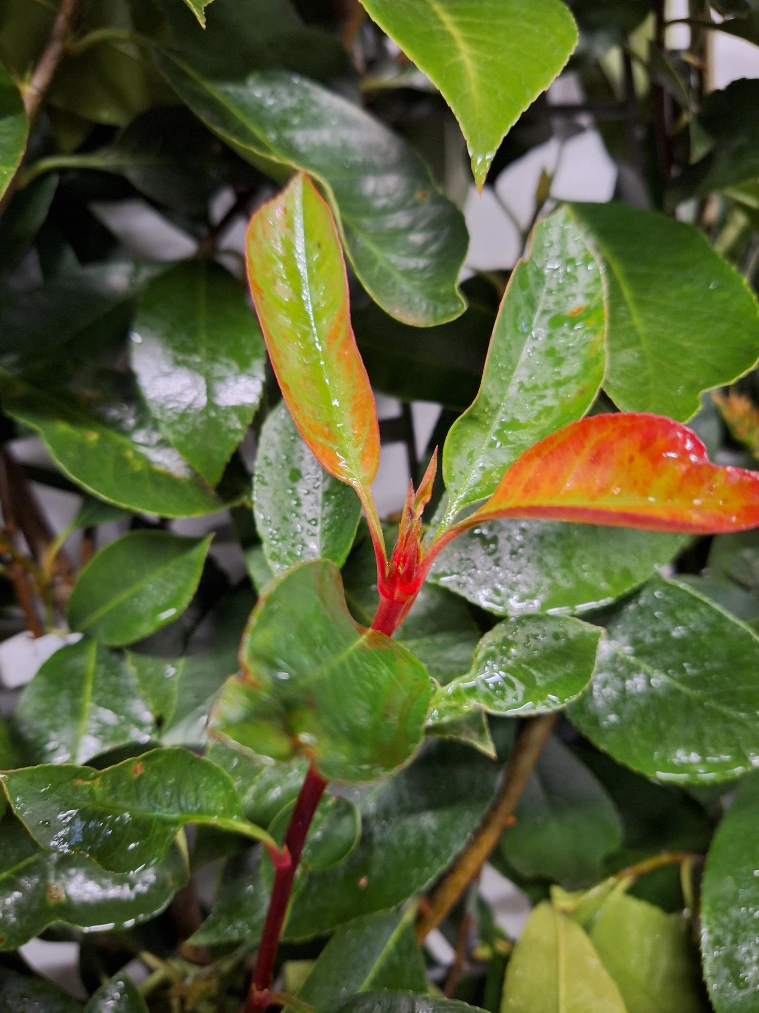 Photinia Fraseri 'Red Robin' Fertighecke