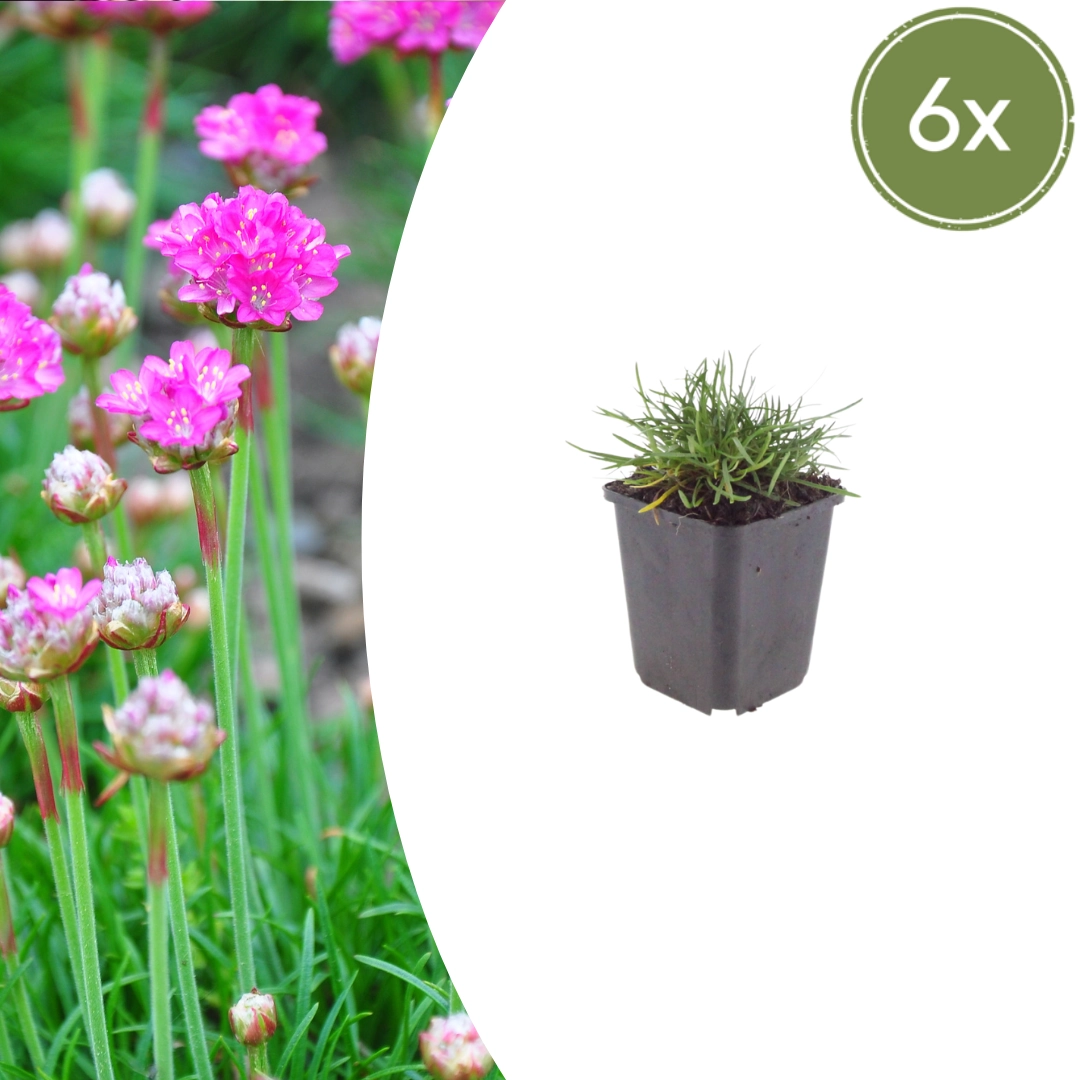 Armeria maritima 'Splendens' Topfansicht mit rosafarbenen Kugelblüten