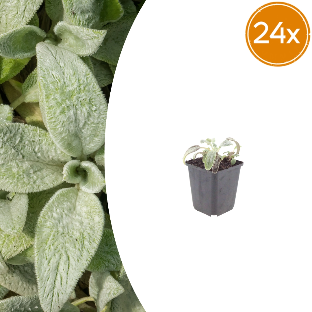 Stachys byzantina ‘Silver Carpet’ mit silbergrauem Laub