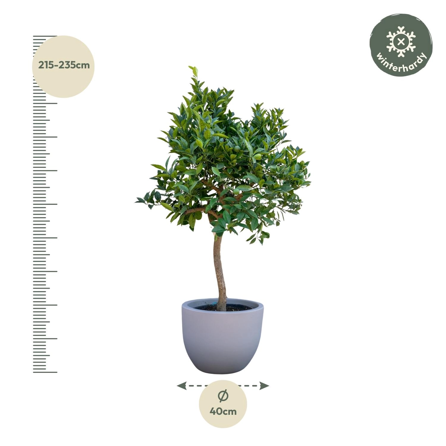 Orangenbaum frontal: Topfpflanze mit Früchten