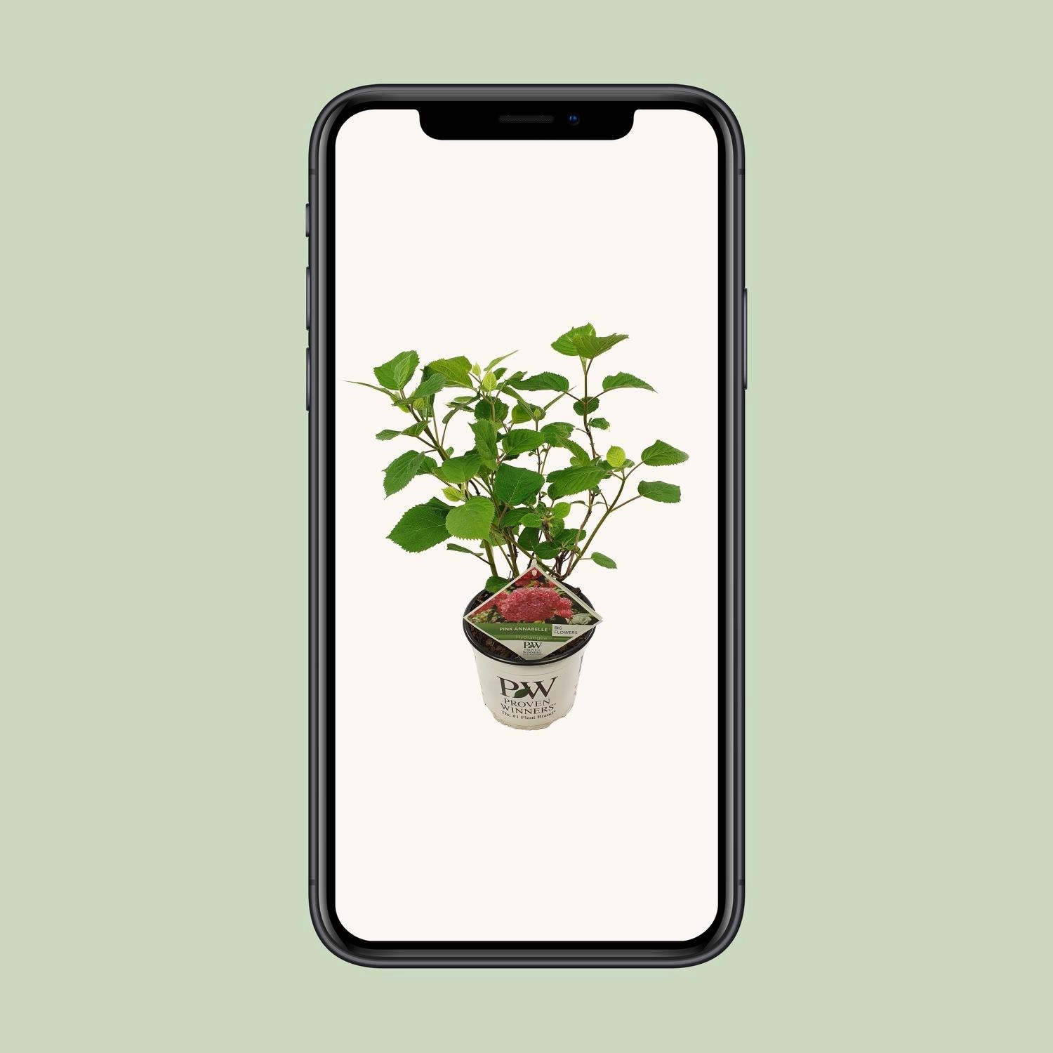 Detailansicht der Blüten der Endlosen Hortensie, lebendige Farben und Büschelblüten