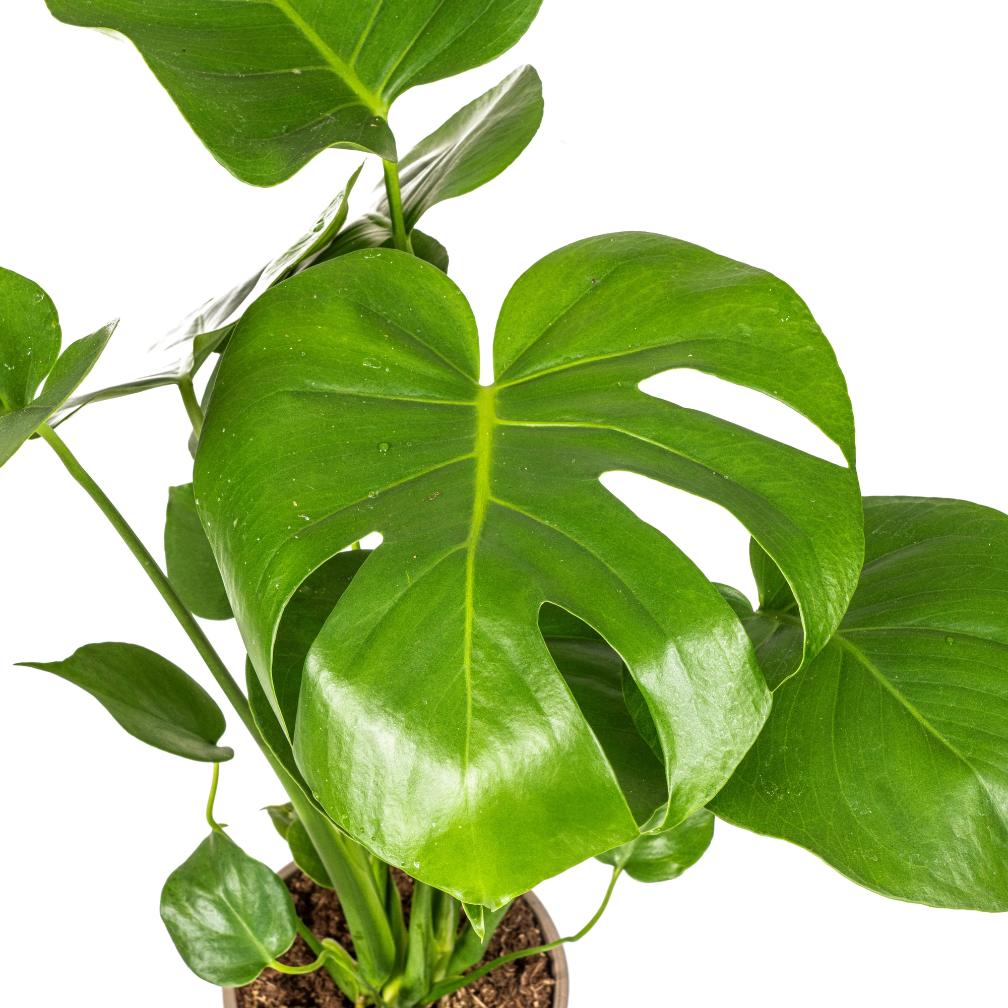 Monstera Deliciosa Tauerii Pflanzenbild