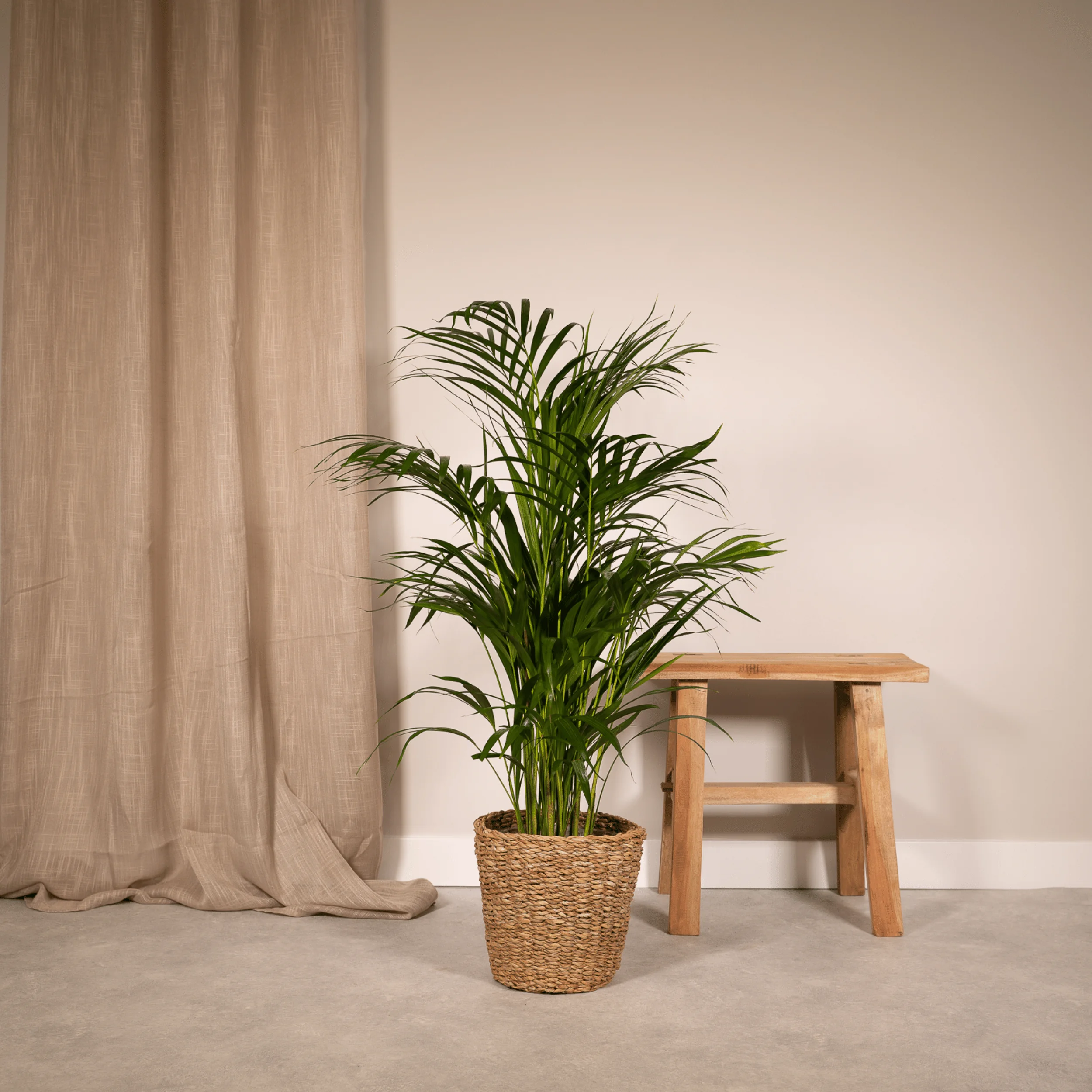 Detailaufnahme der Areca-Palme