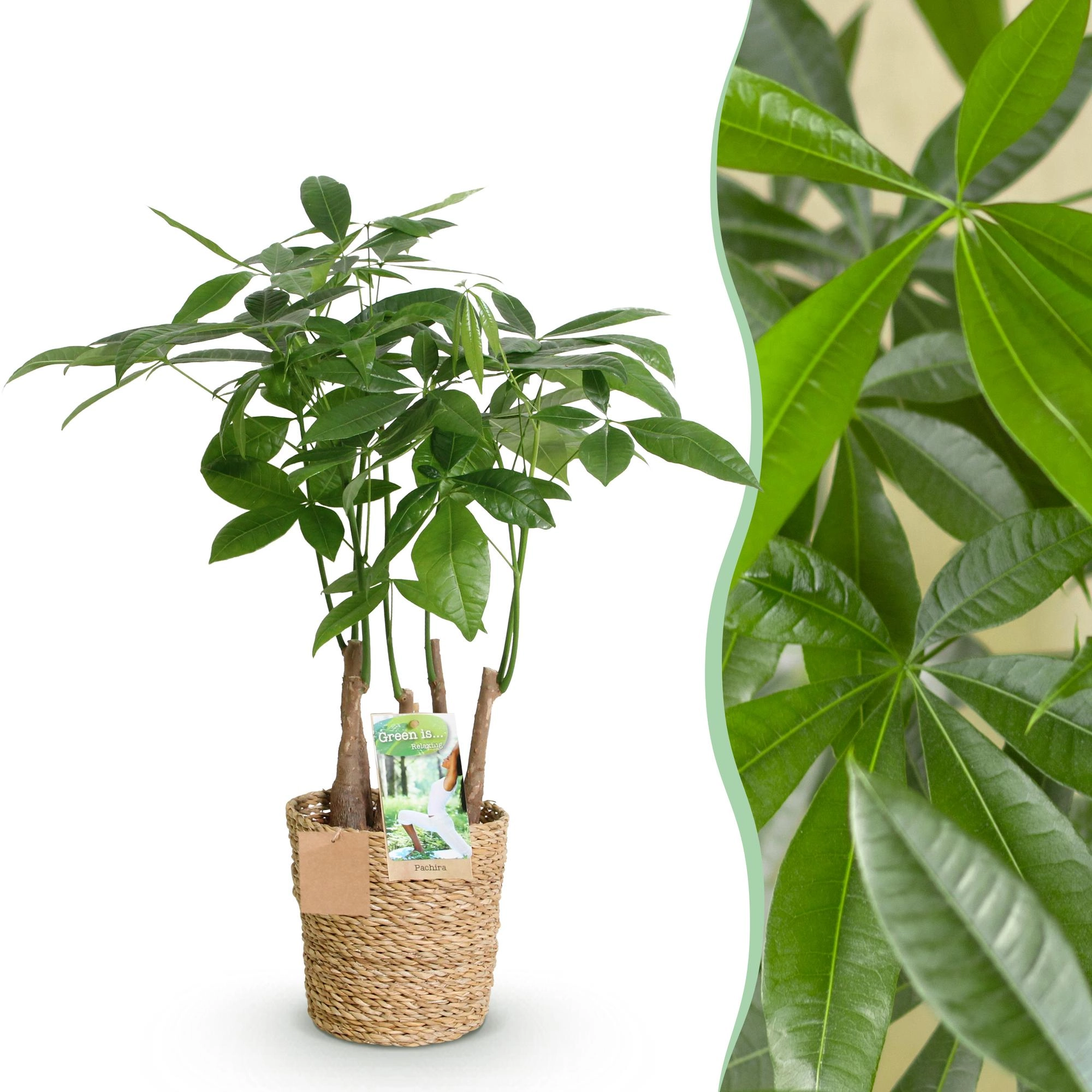 Pachira Aquatica Mehrstämmig - Gartenpflanze