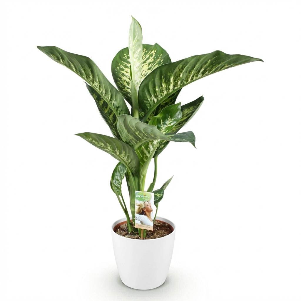 Detail: Blattzeichnung und hellgrüne Stängel der Dieffenbachia Tropic Snow