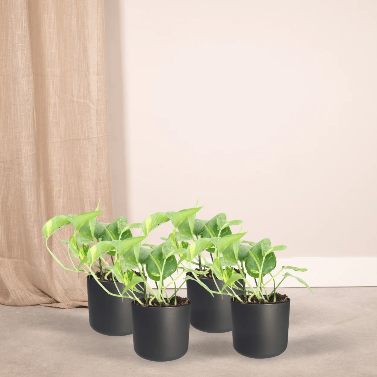 Epipremnum Aureum – Detailansicht