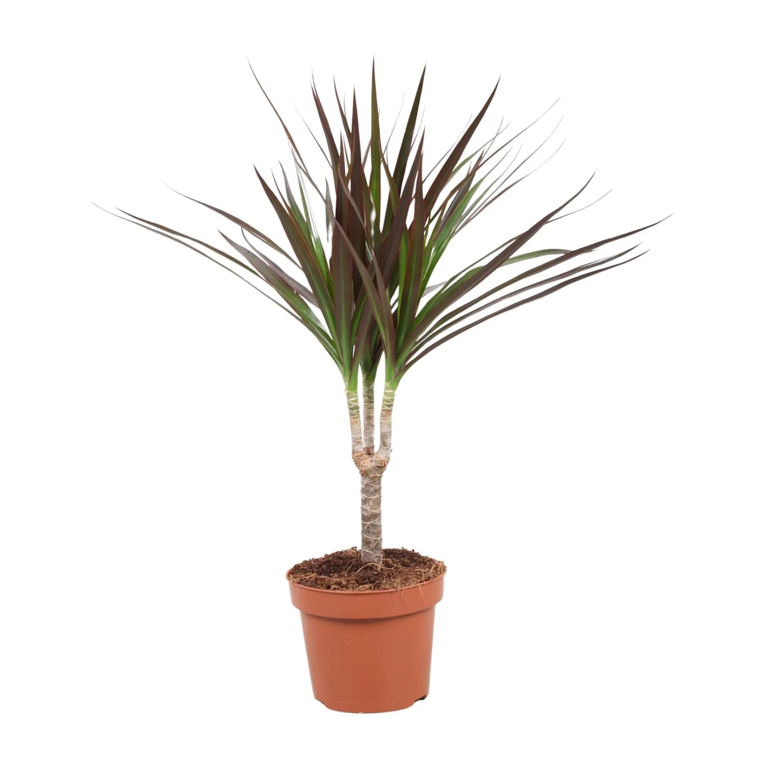 Dracaena Magenta