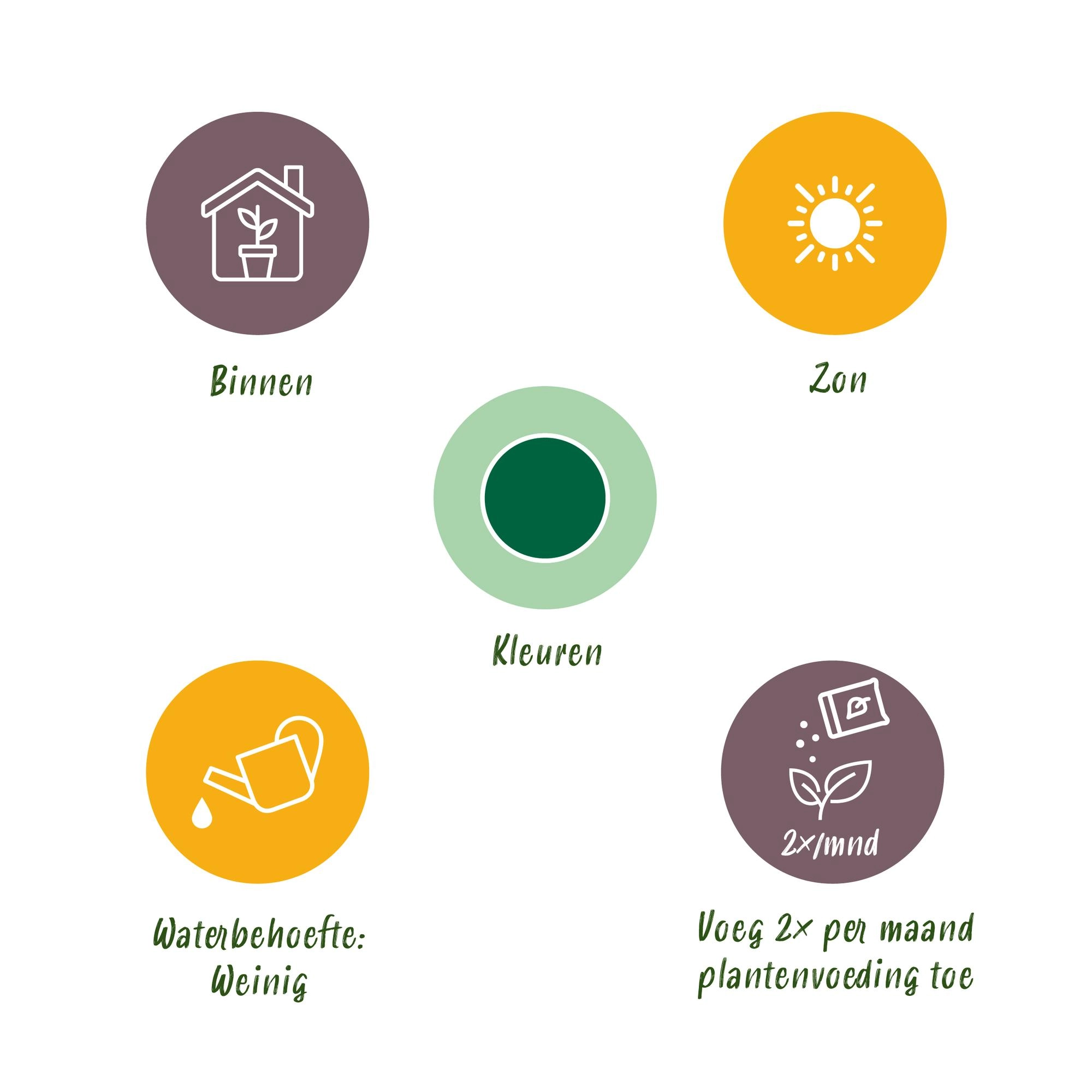 Euphorbia eritrea - Detailansicht