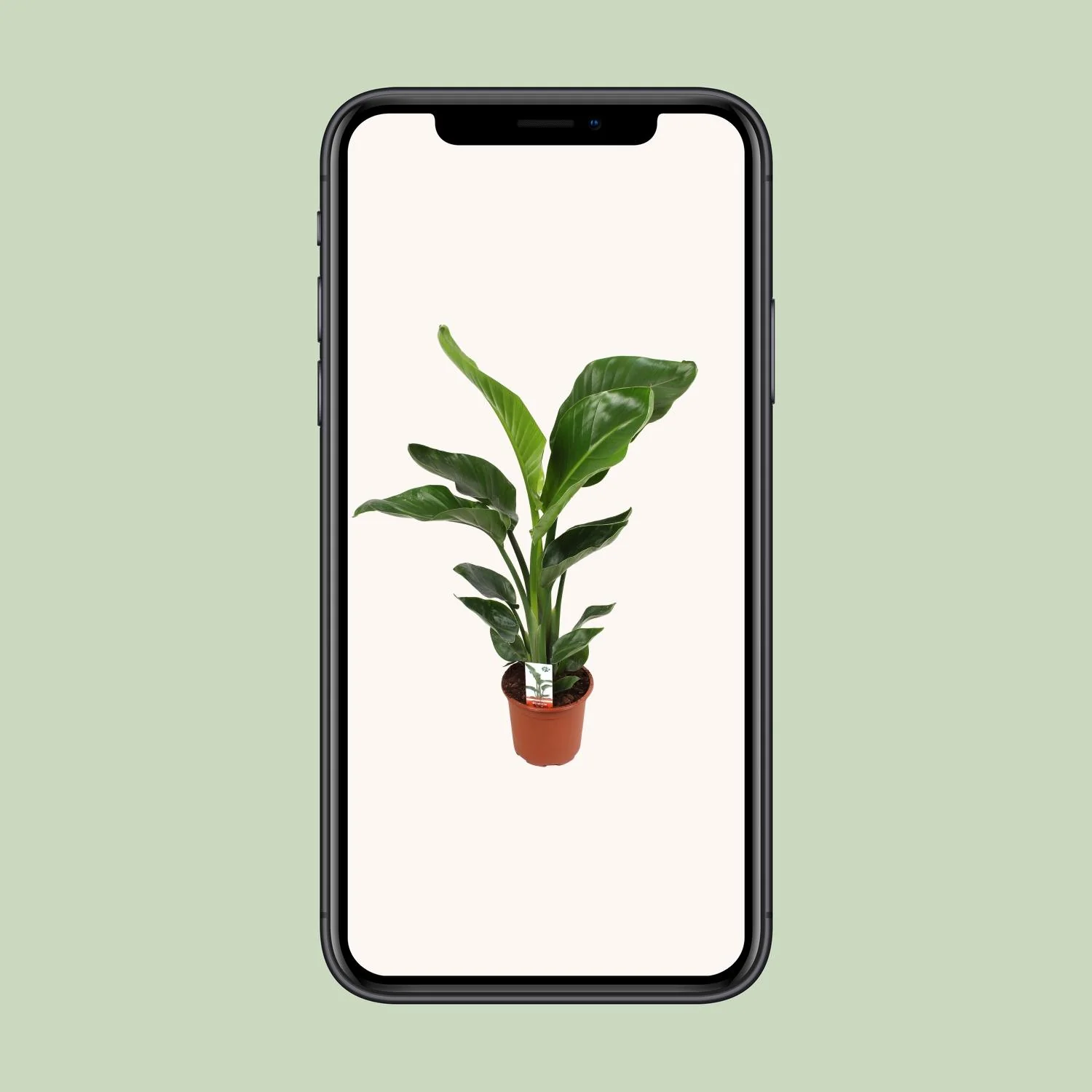 Strelitzia Nicolai in einem schönen Raum