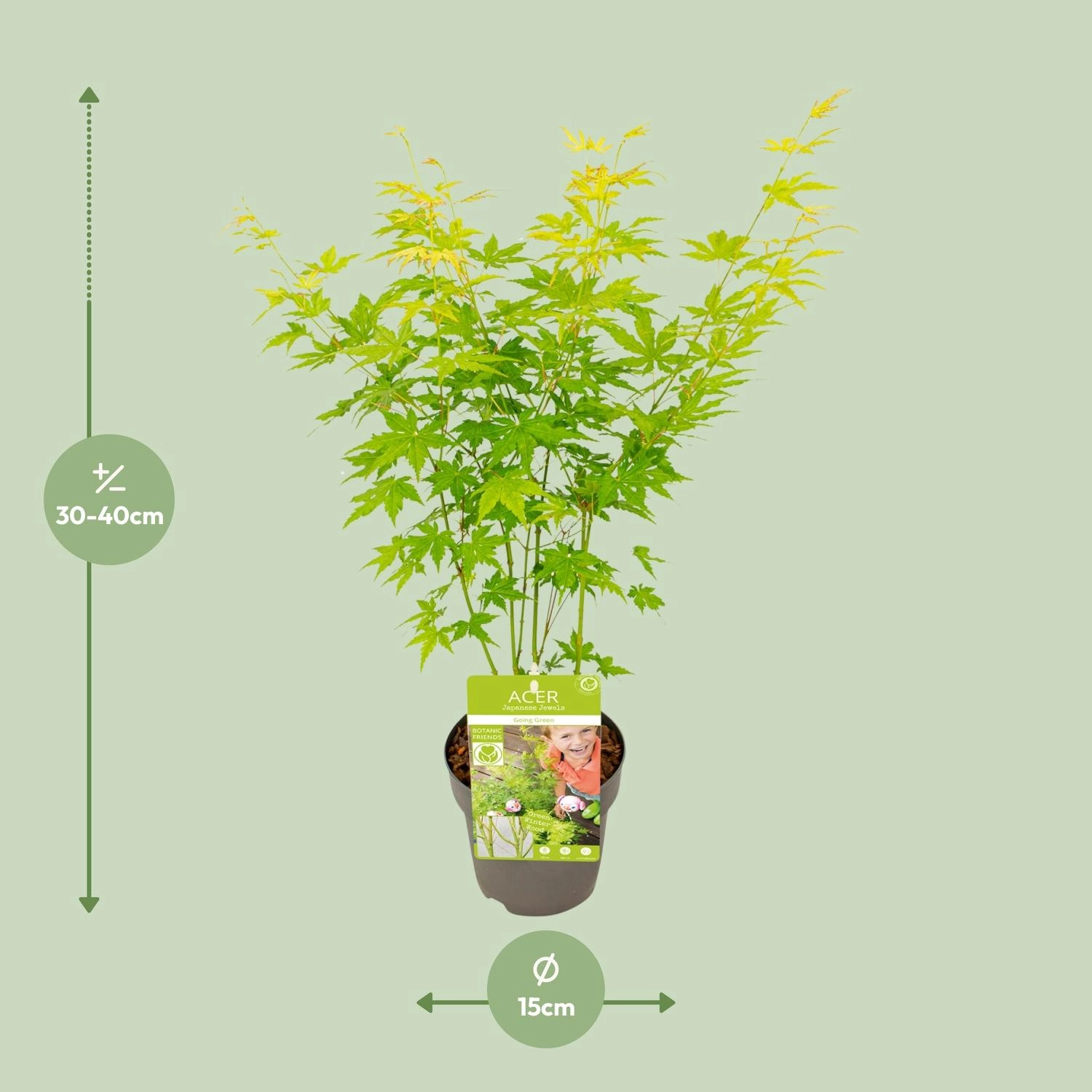 Ahornpflanze im 15 cm Topf, ca. 40 cm hoch, grünes Laub