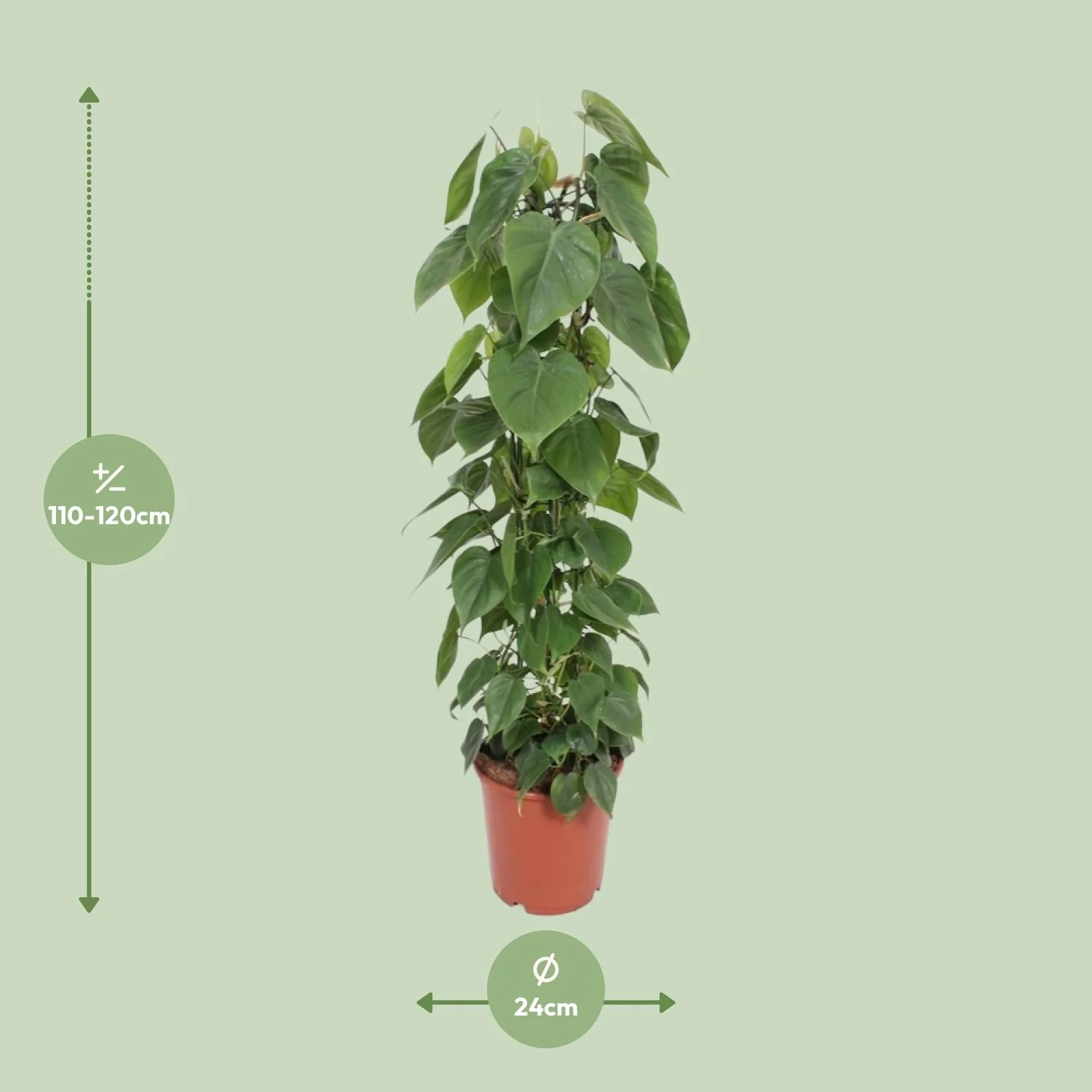Philodendron Scandens in schöner Umgebung