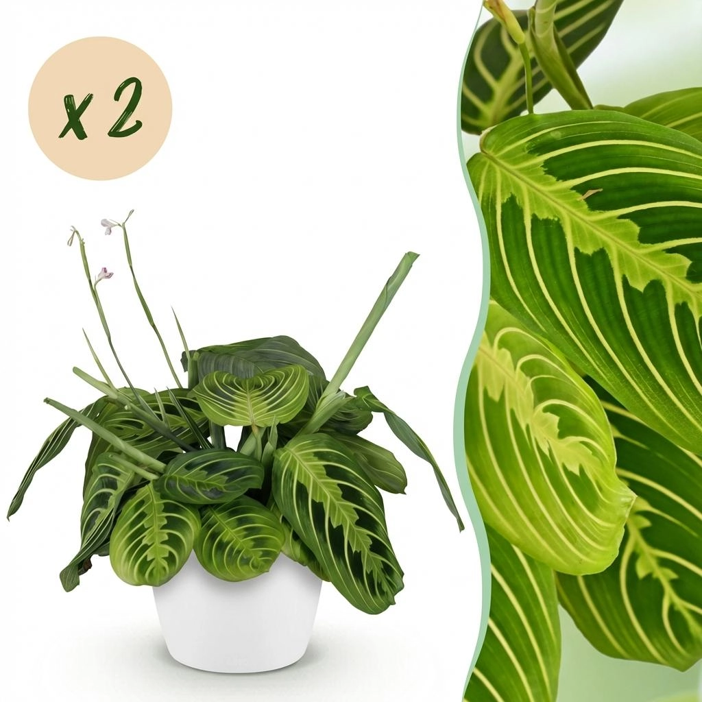 Maranta Fascinator Lemon Lime - Pflanze