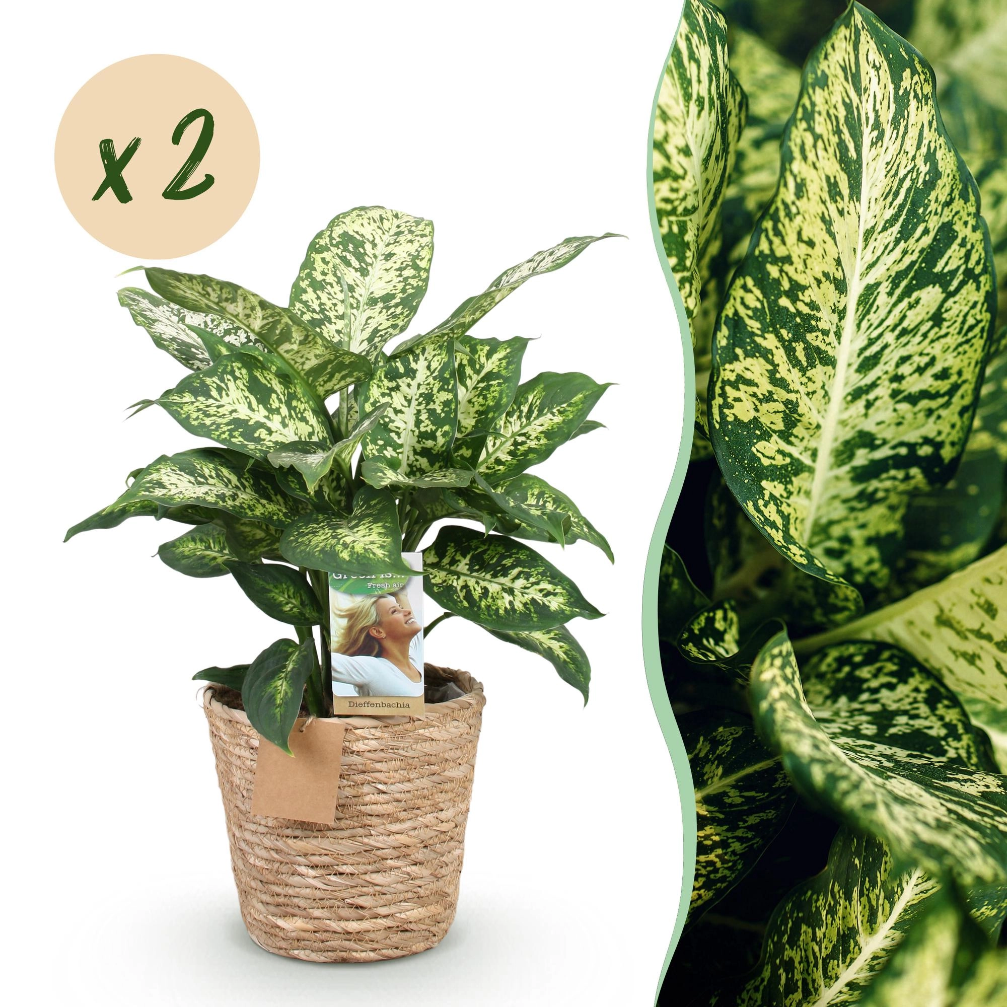Dieffenbachia Compacta in einem Wohnraum