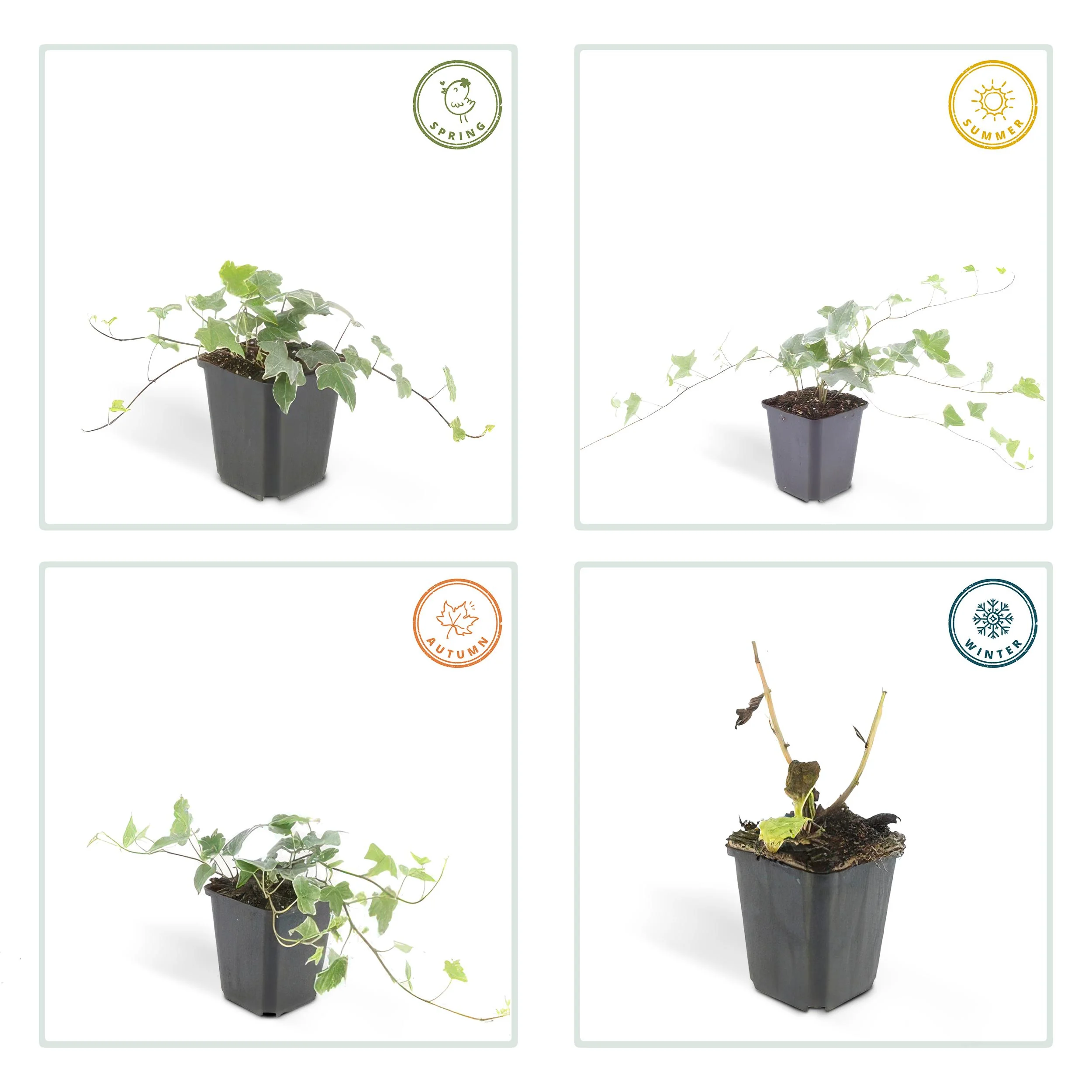 Hedera helix 'Glacier' im Anzuchttopf