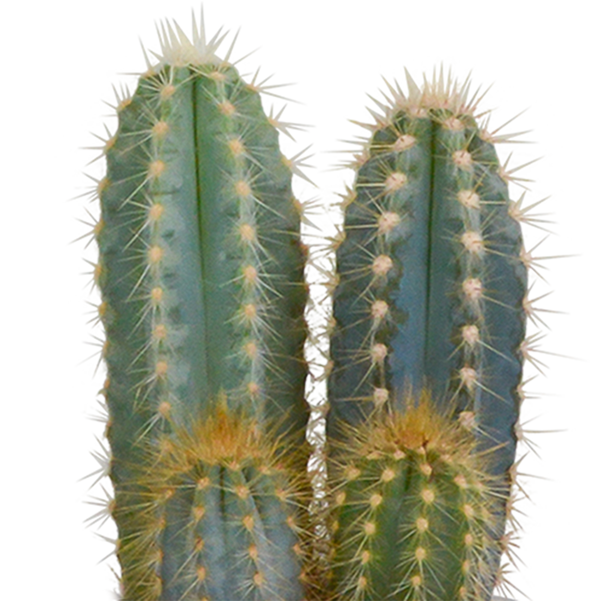 Kaktus im Terrakotta-Topf