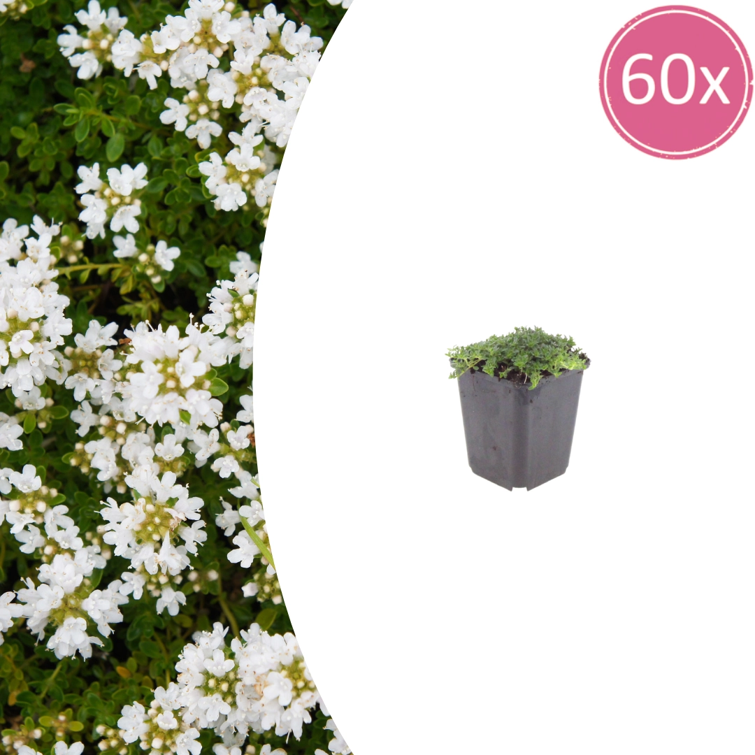 Thymus praecox ‘Albiflorus’ Pflanzen
