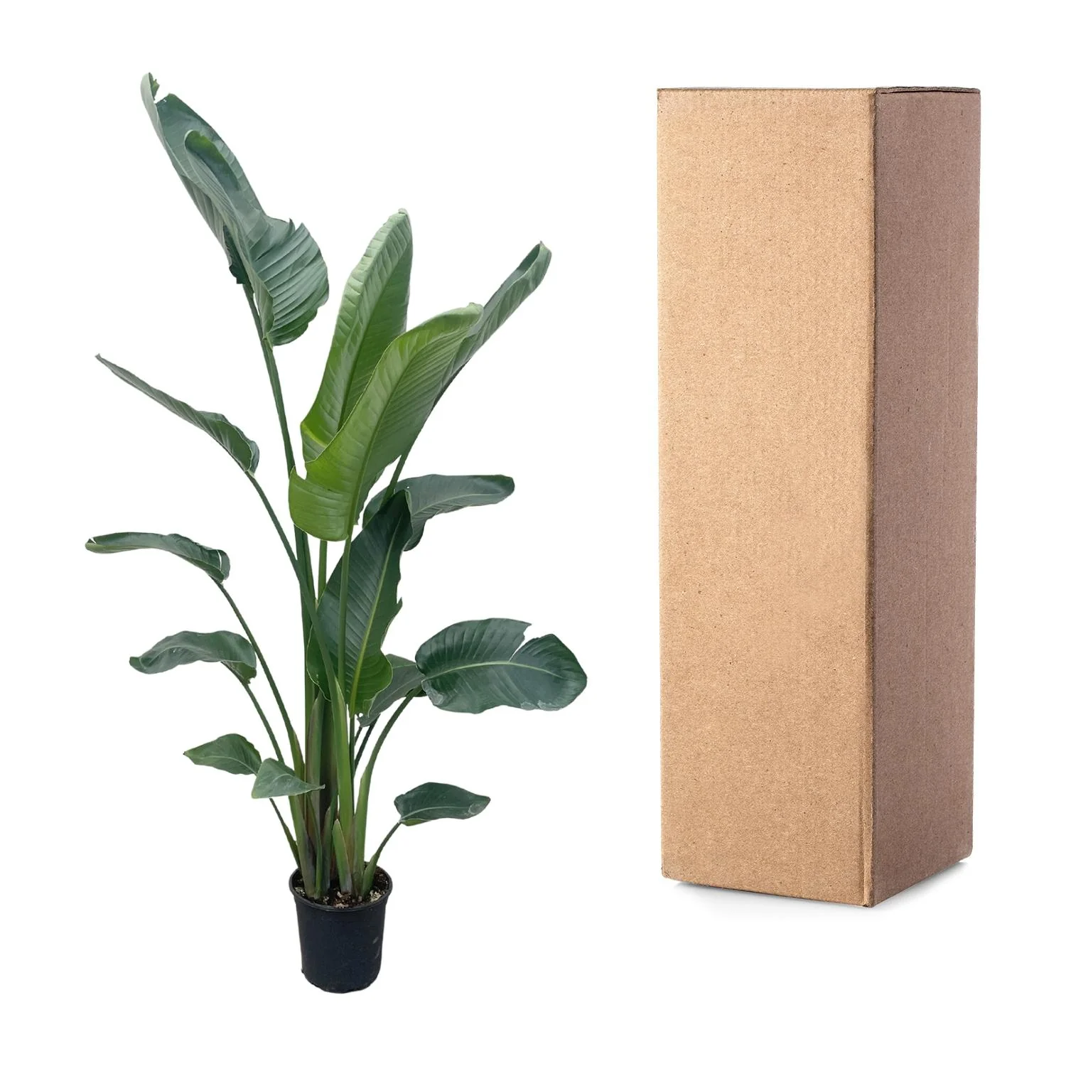 Blüte der Strelitzia Nicolai