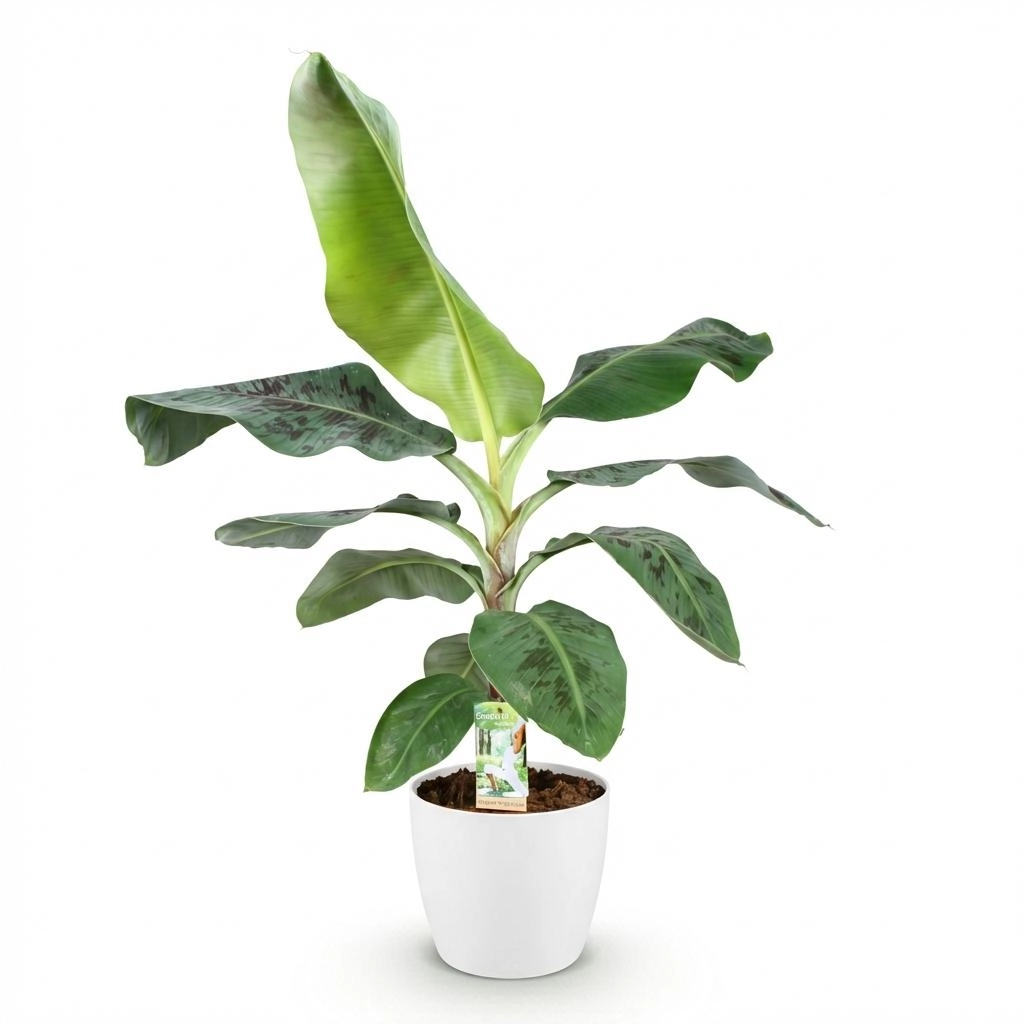 Detailansicht der Musa acuminata Dwarf Cavendish